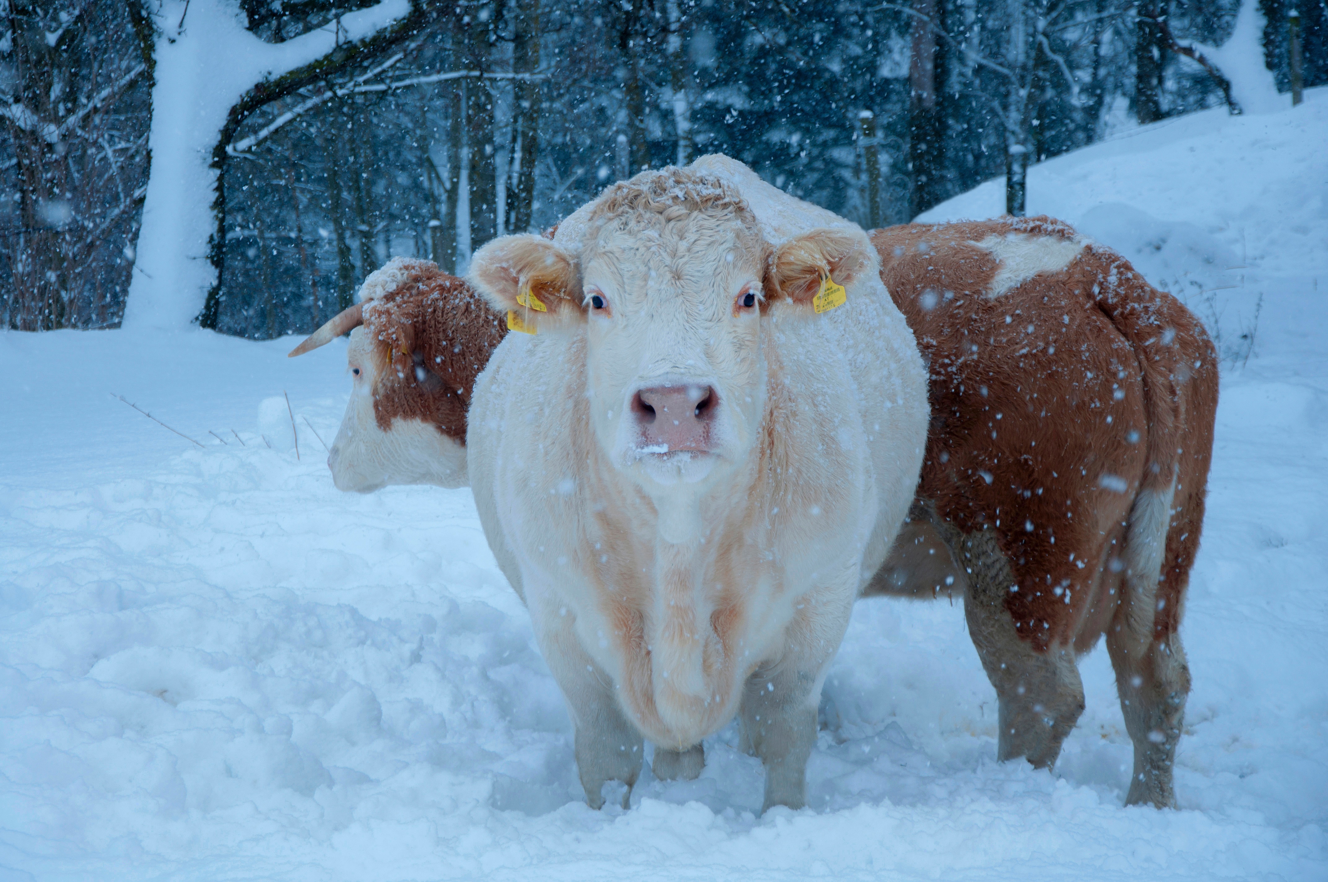 Cow Snow Snowfall Winter 4288x2848
