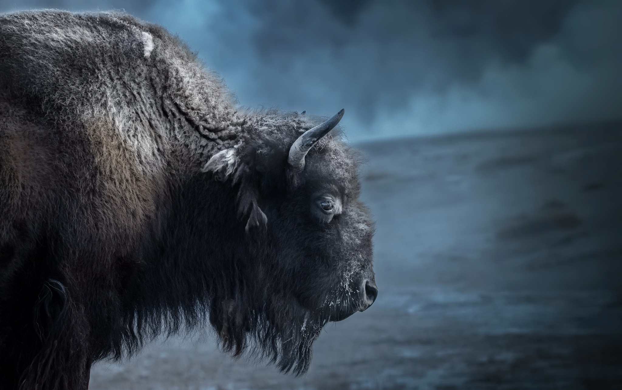 American Bison Wildlife 2048x1285