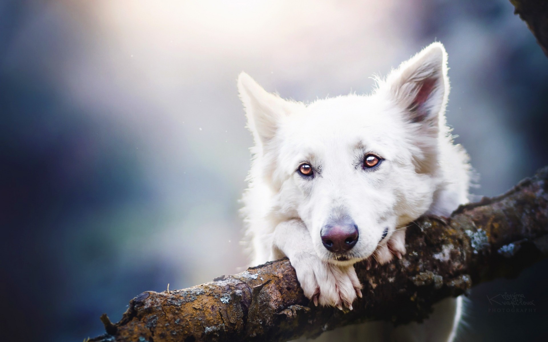 Animal Cute Dog Expression White 1920x1200