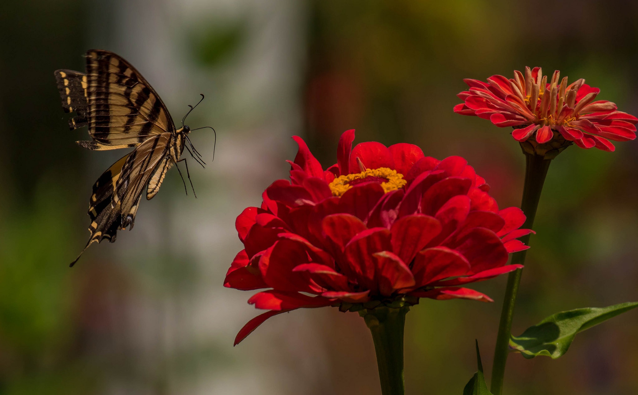 Butterfly Flower Insect Macro Red Flower 2048x1269