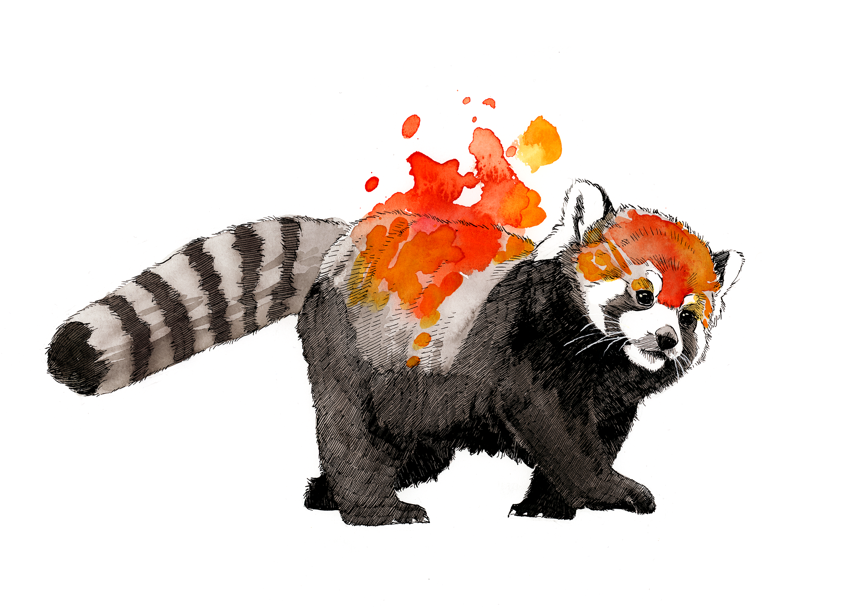 Red Panda Watercolor 2923x2067