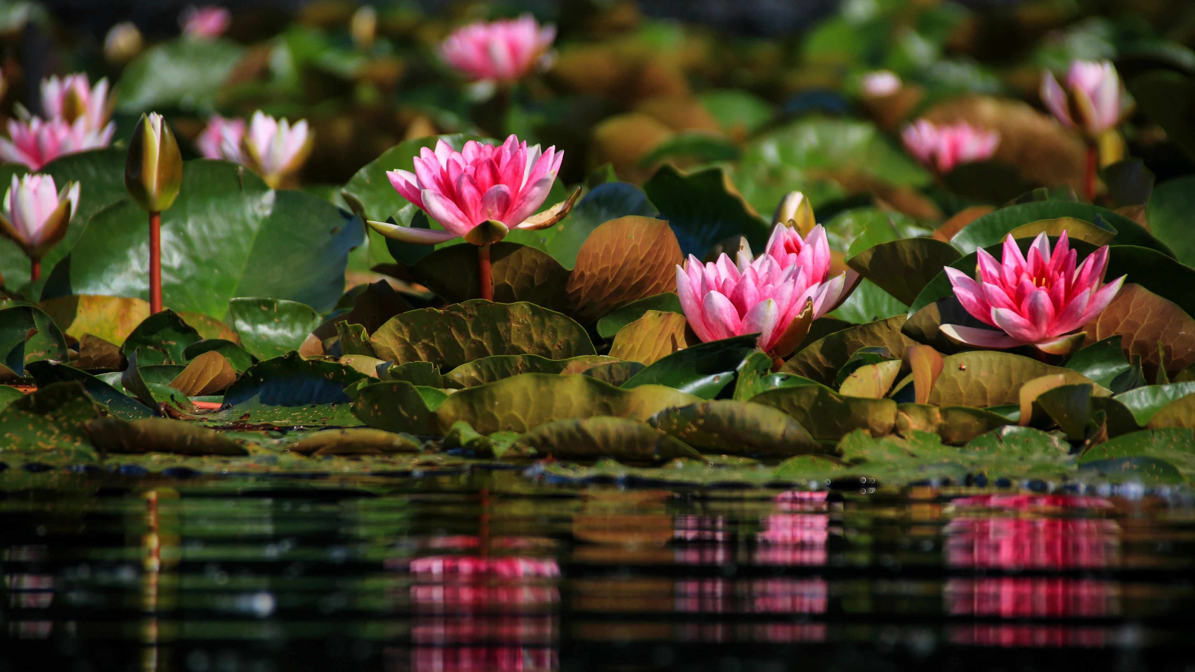 Earth Water Lily 3840x2160