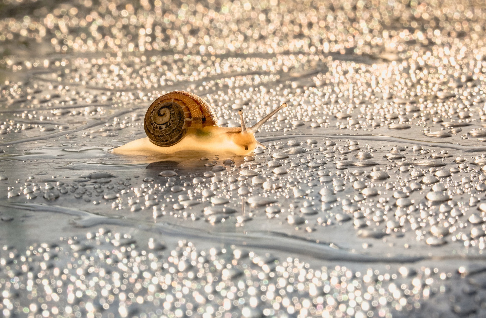 Macro Snail Water Drop 2048x1339