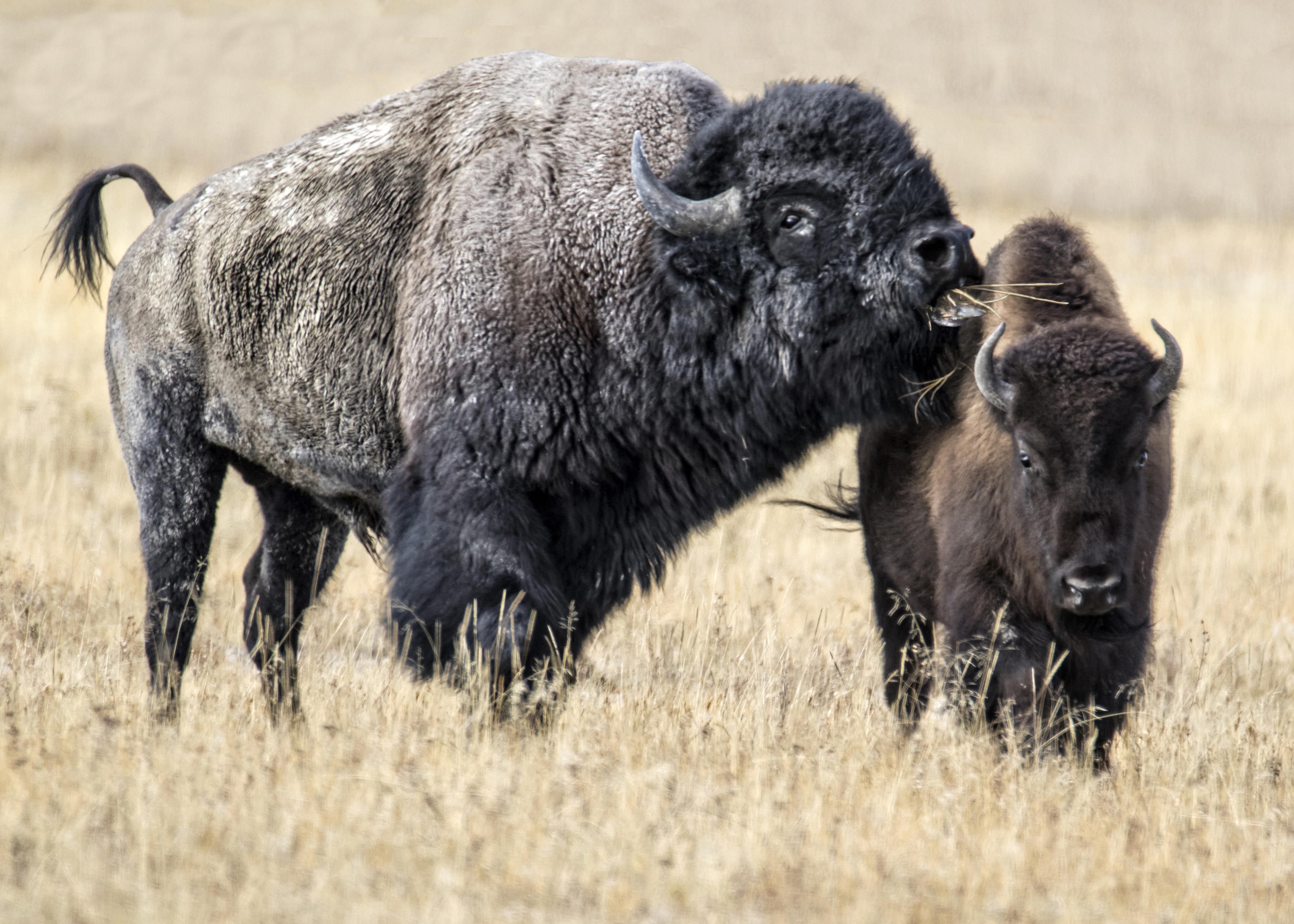 Animal American Bison 4185x2989