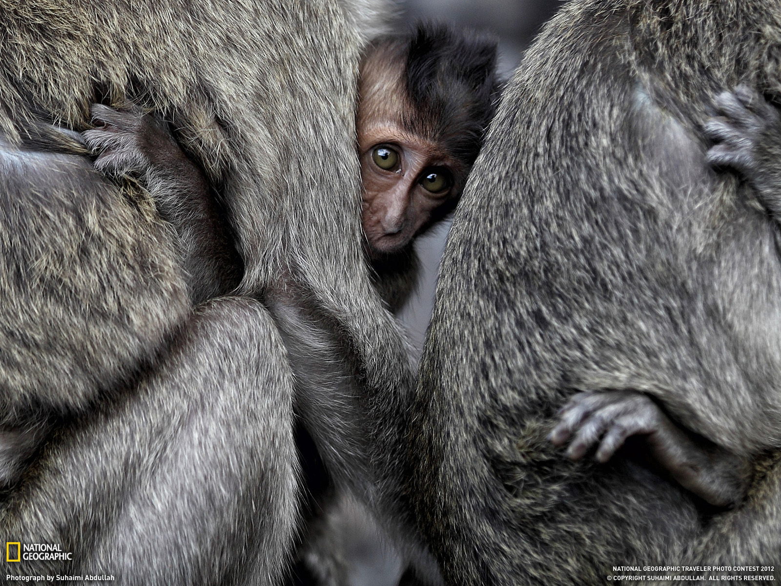 Animal Baby Animal Cute Macaque 1600x1200