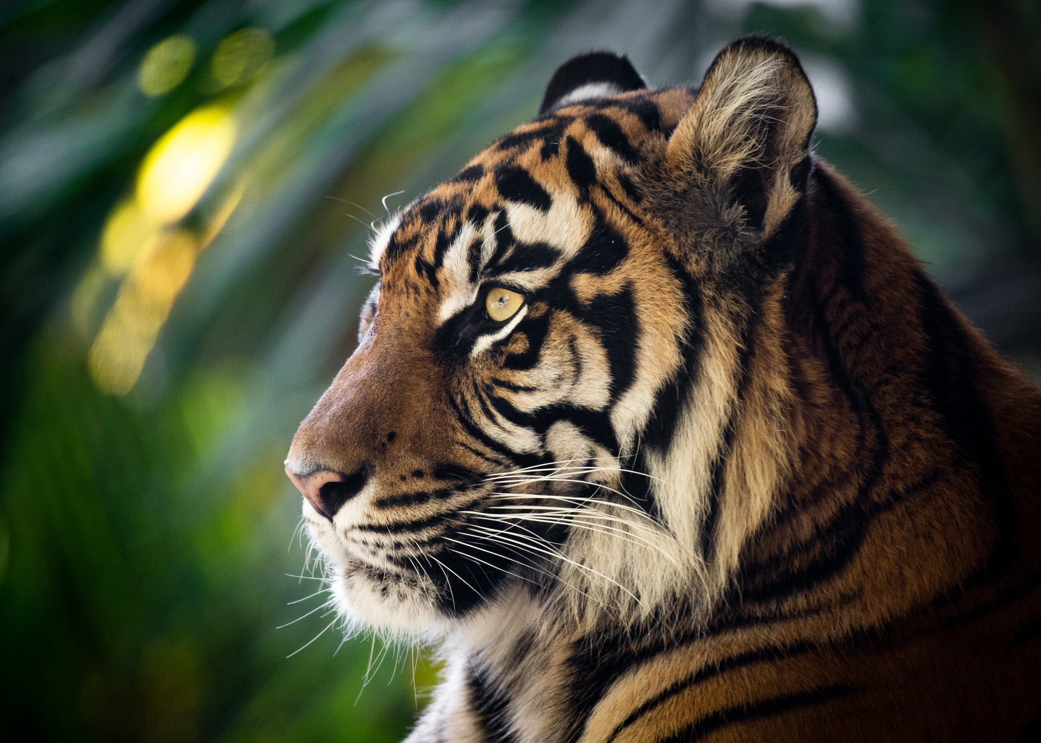 Big Cat Tiger Wildlife Predator Animal 2048x1463