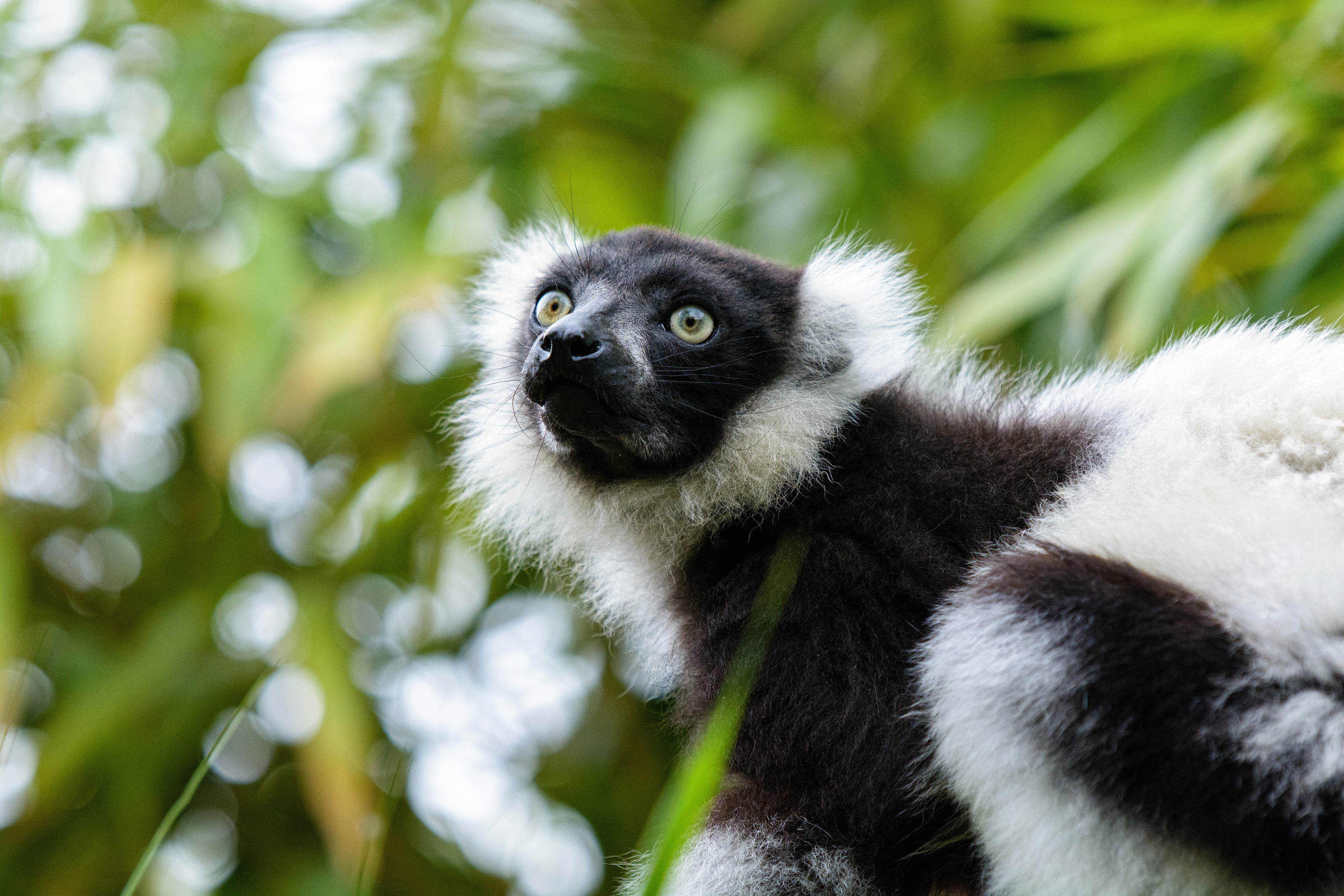 Lemur Wildlife 3840x2560