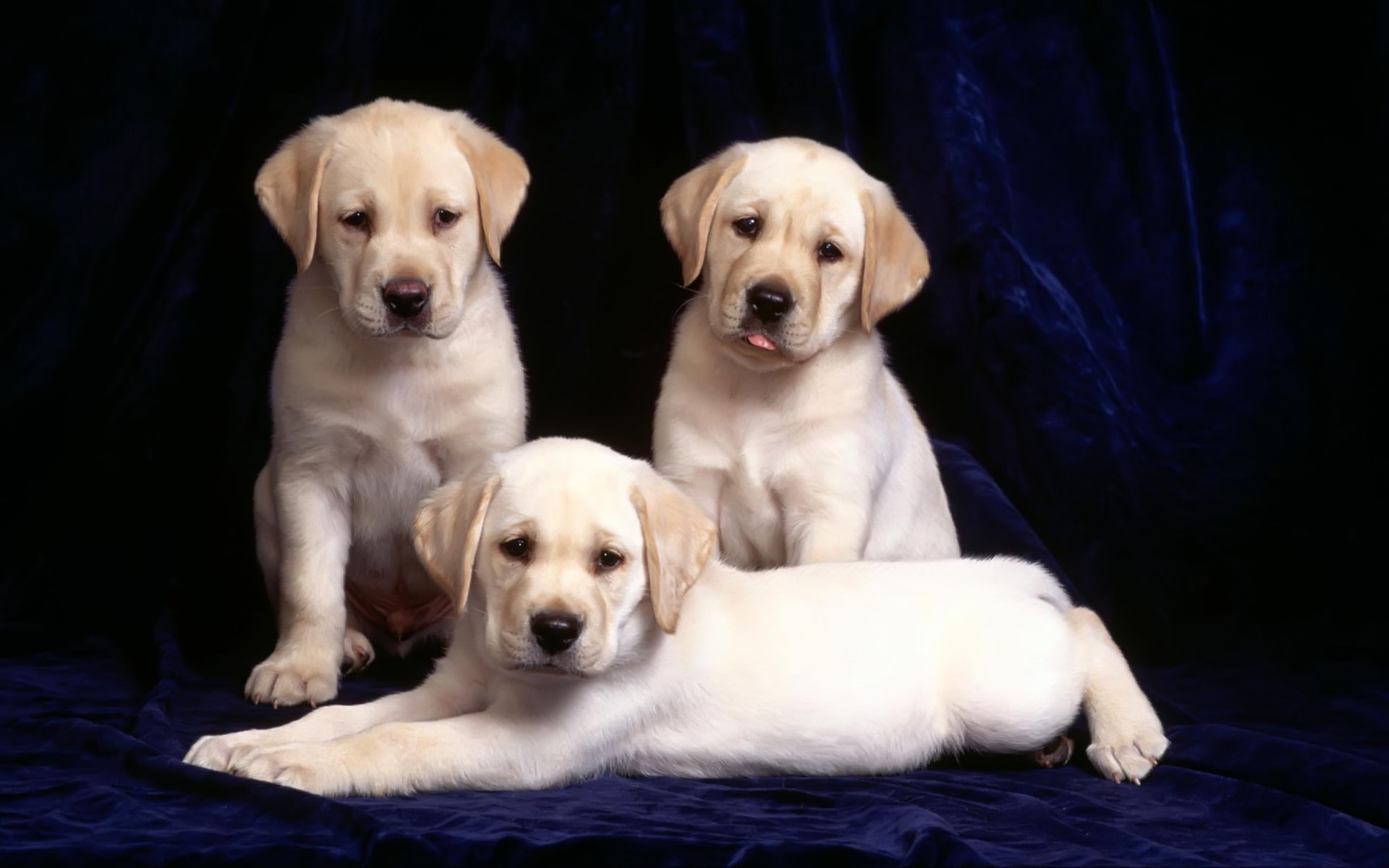 Puppies Dog Animals 1920x1200