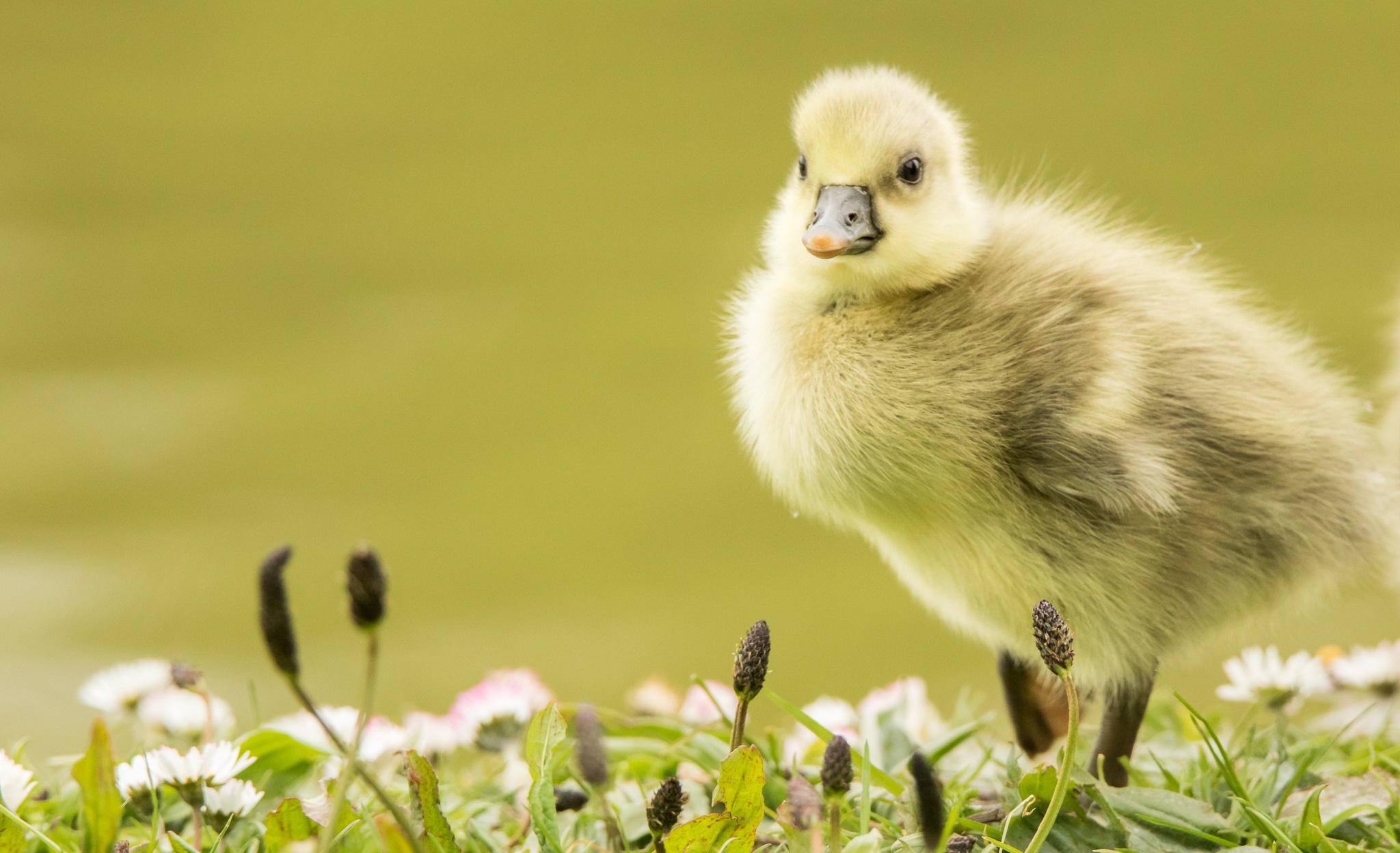 Baby Animal Duck Duckling Wildlife 2048x1248