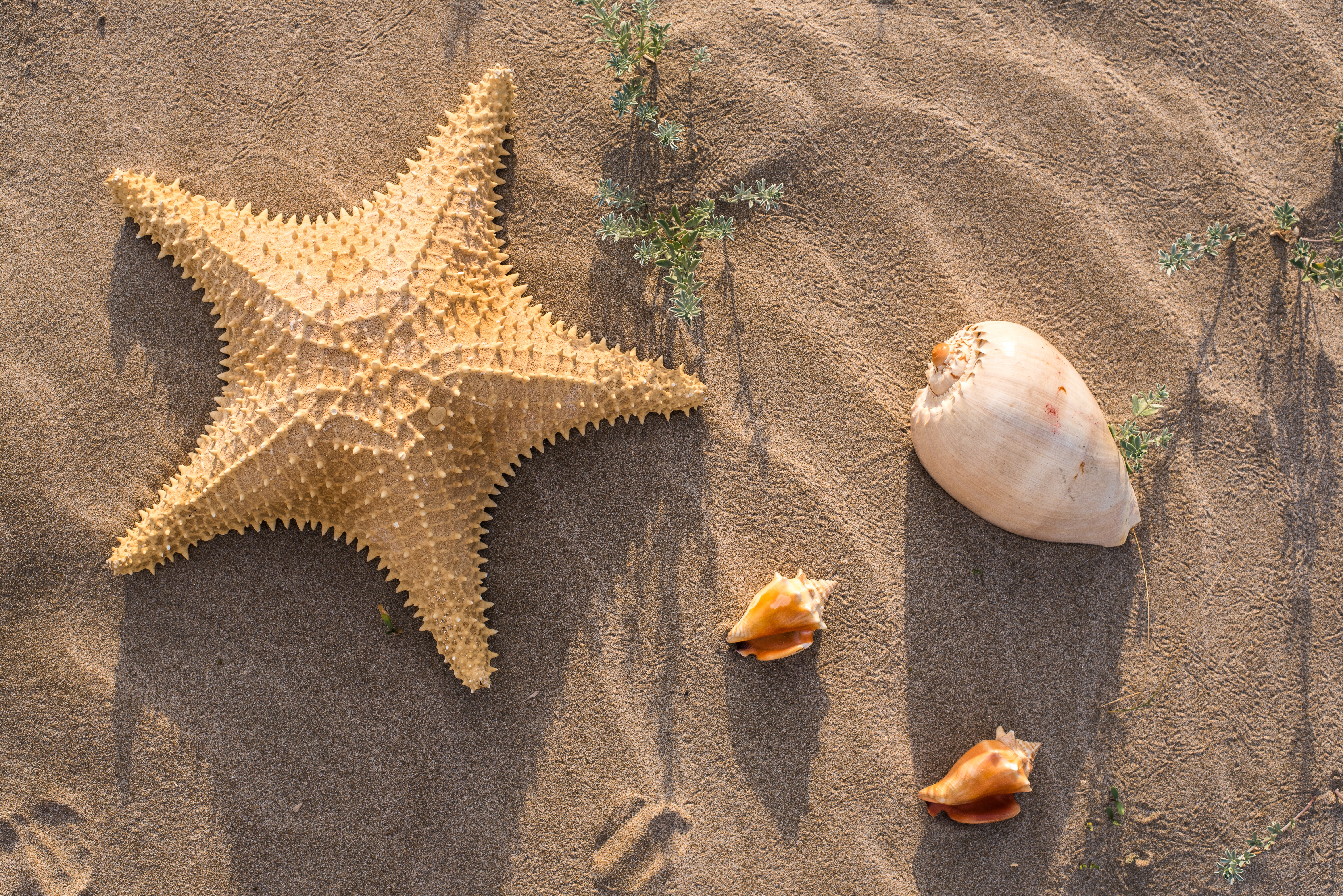 Sand Shell Starfish 6016x4016