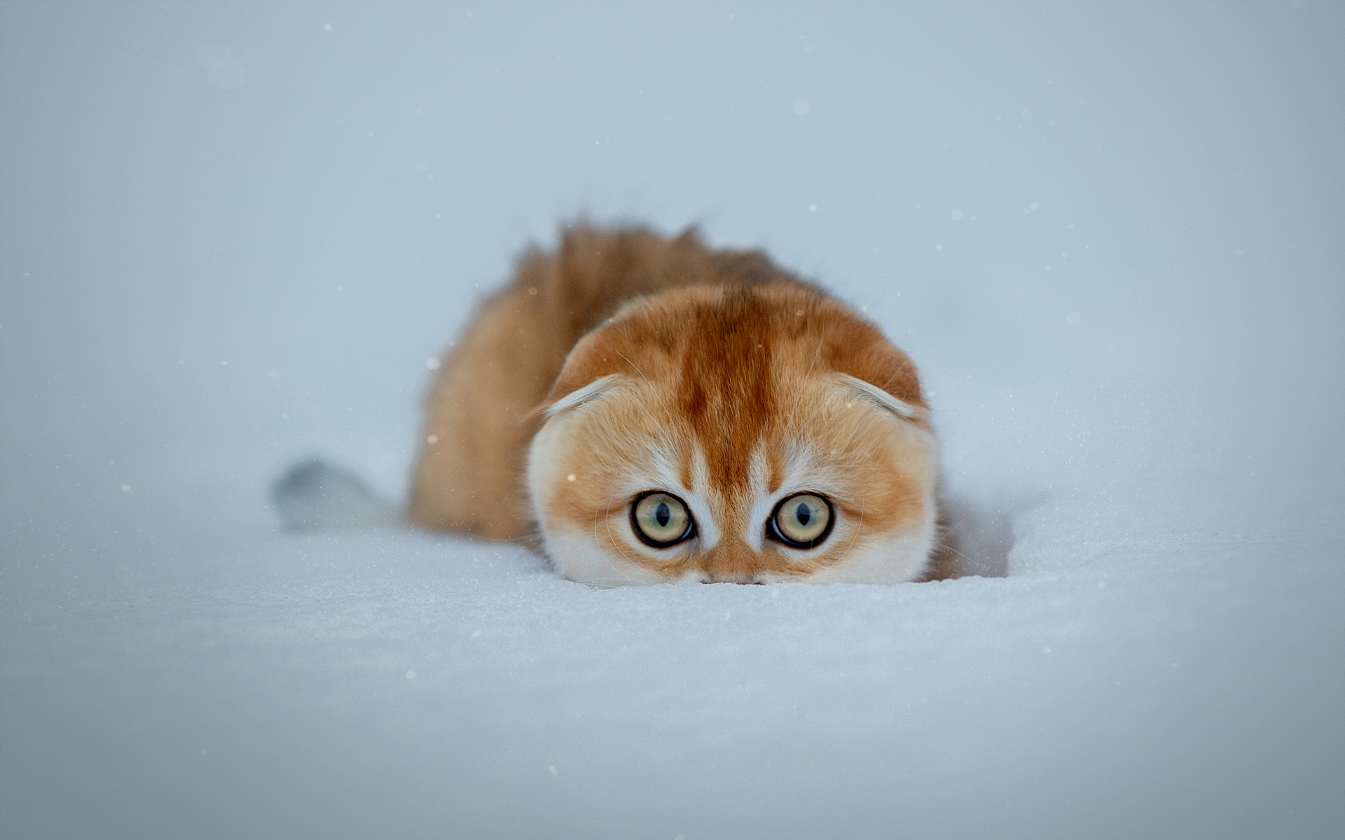 Snow Mammals Outdoors Animals Cats Animal Eyes 1920x1200