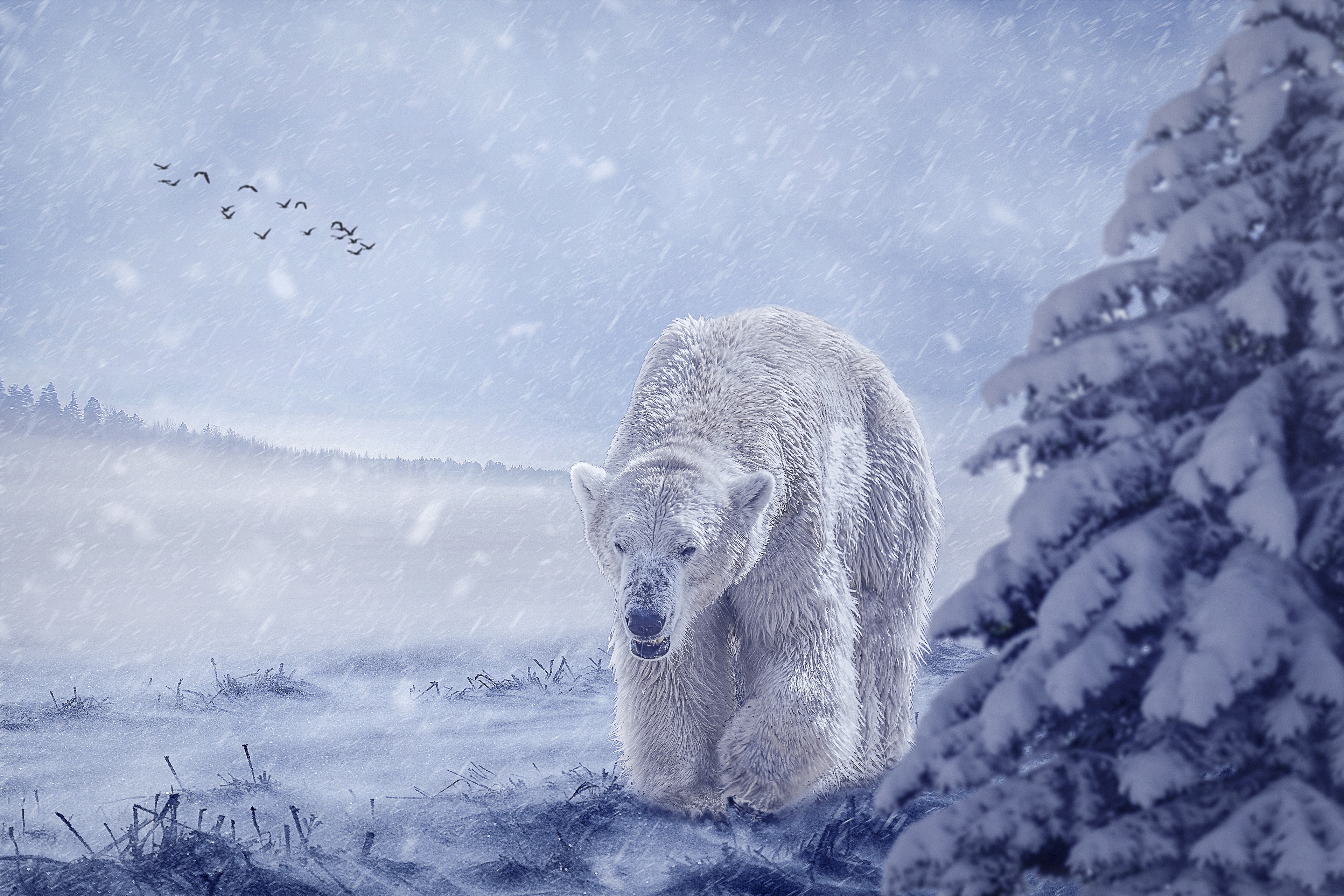 Polar Bear Snow Wildlife Predator Animal 3840x2560