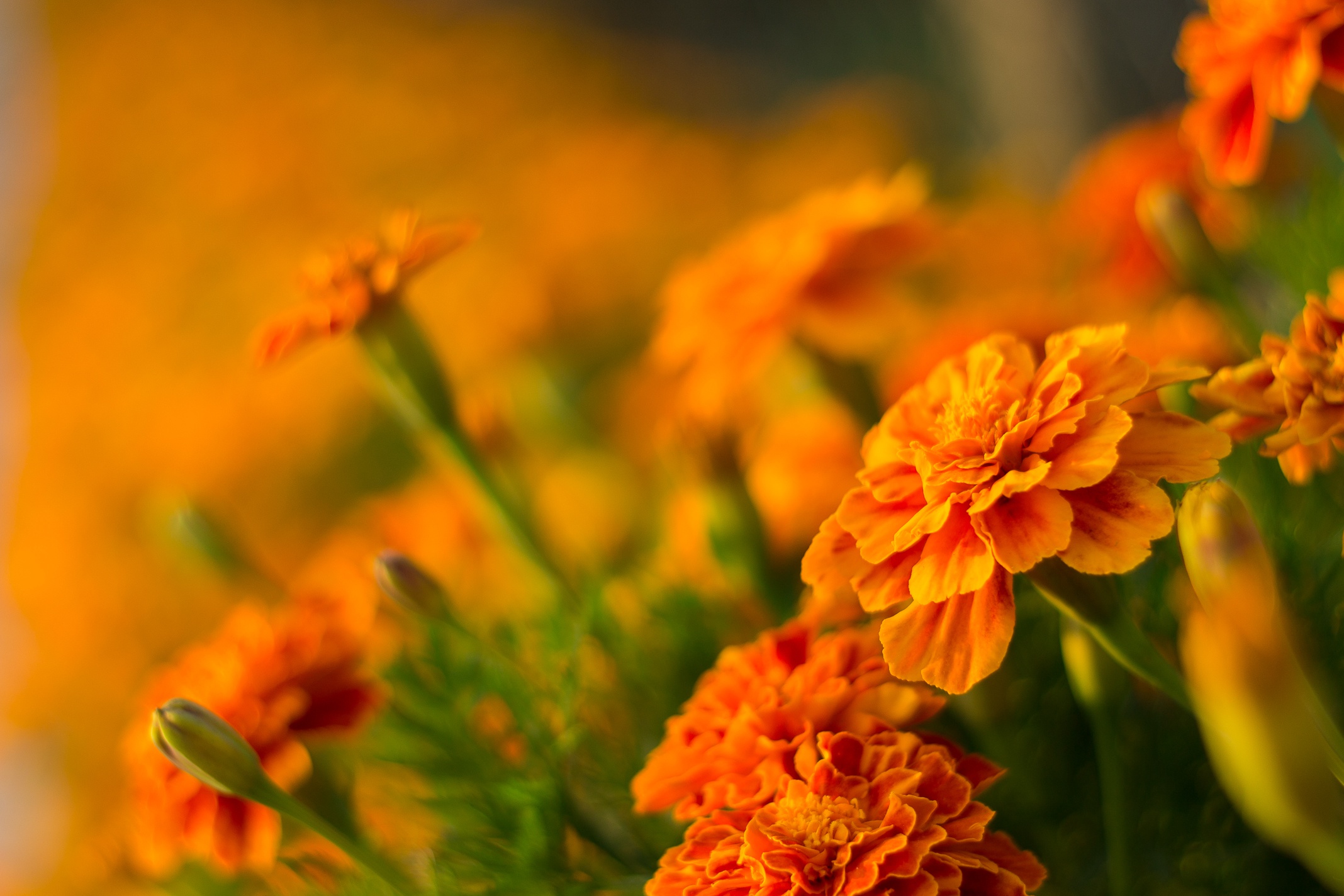 Flower Marigold Nature Orange Flower 2136x1424