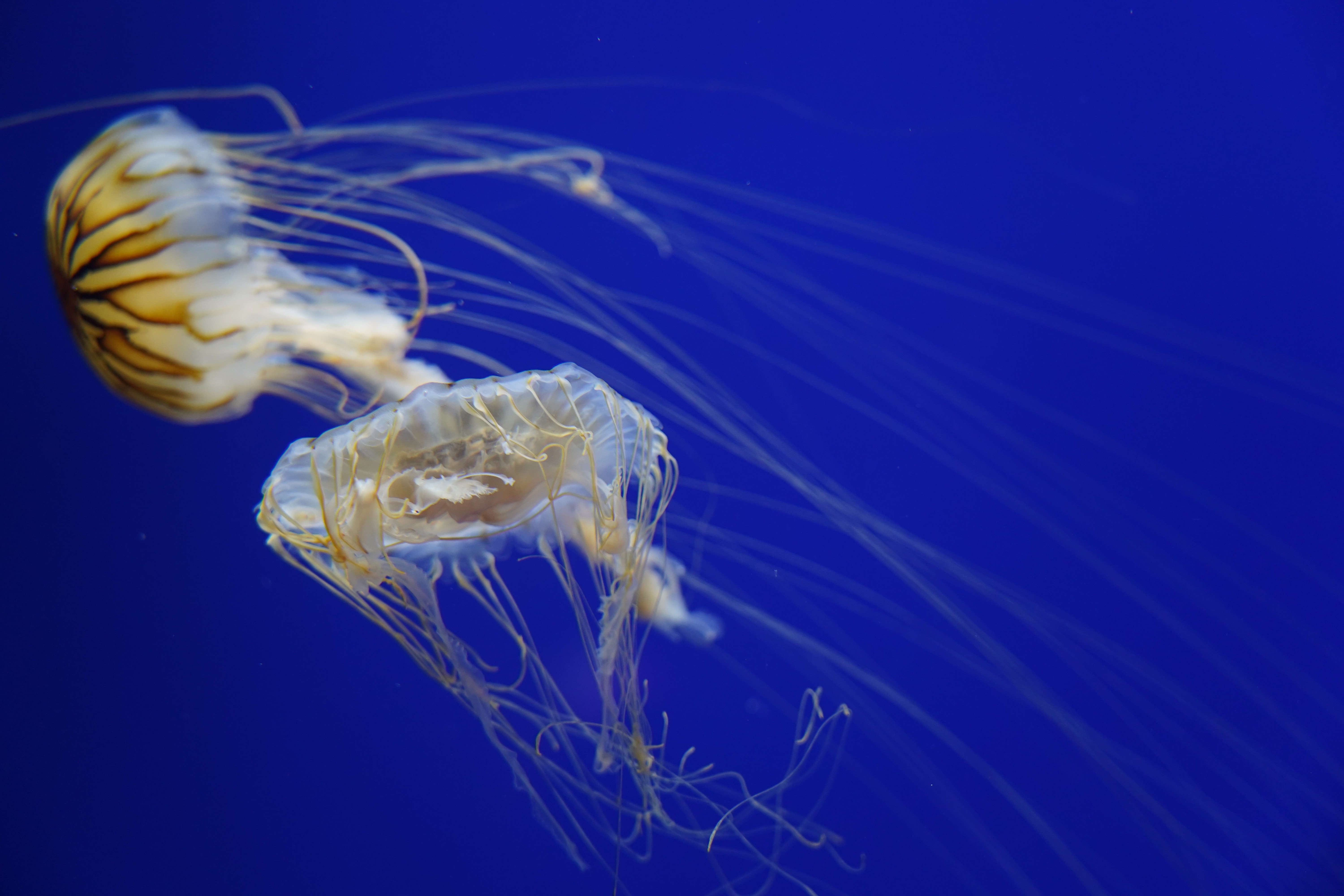 Jellyfish Sea Life 6000x4000