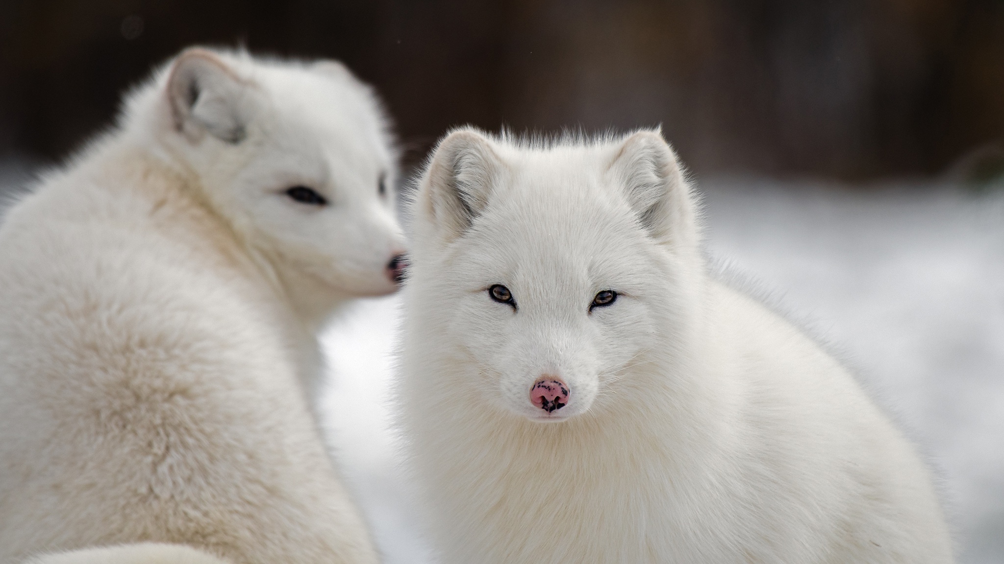 Arctic Fox Wildlife 2048x1152