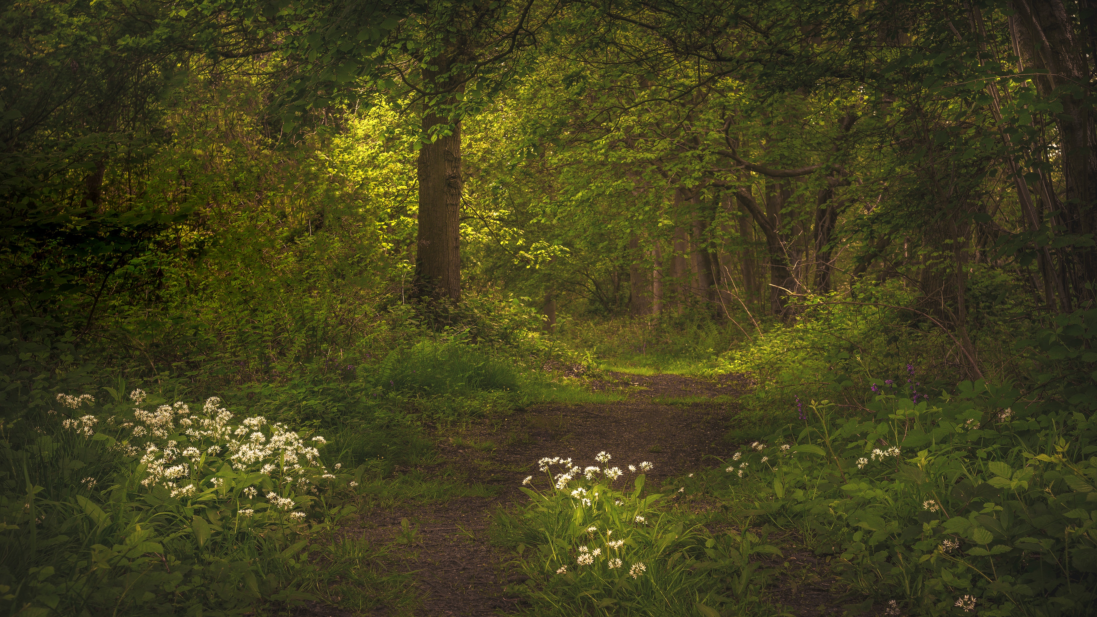 Flower Forest Greenery Path 3840x2160