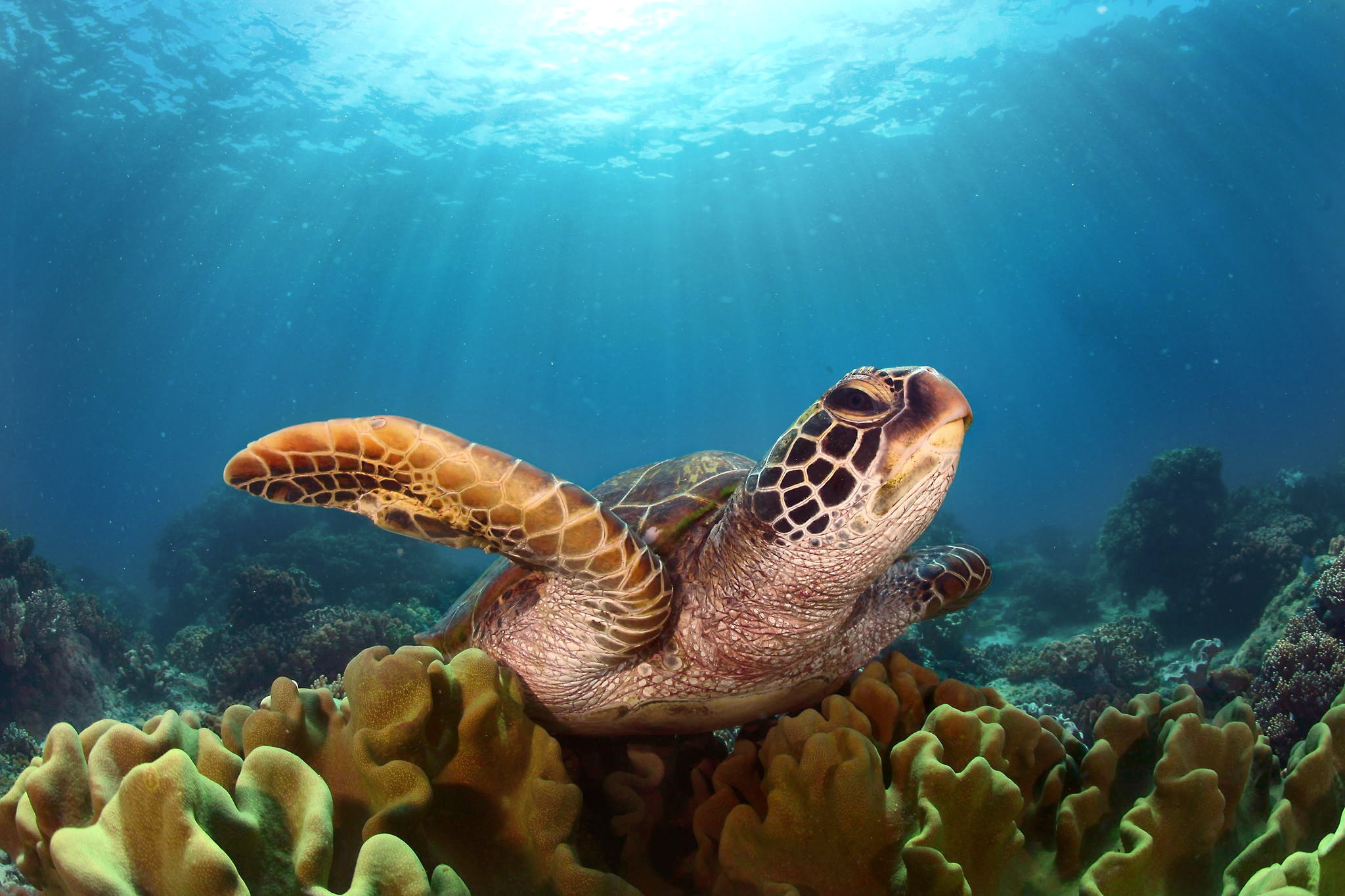 Coral Sea Life Sunbeam Turtle Underwater 2048x1365