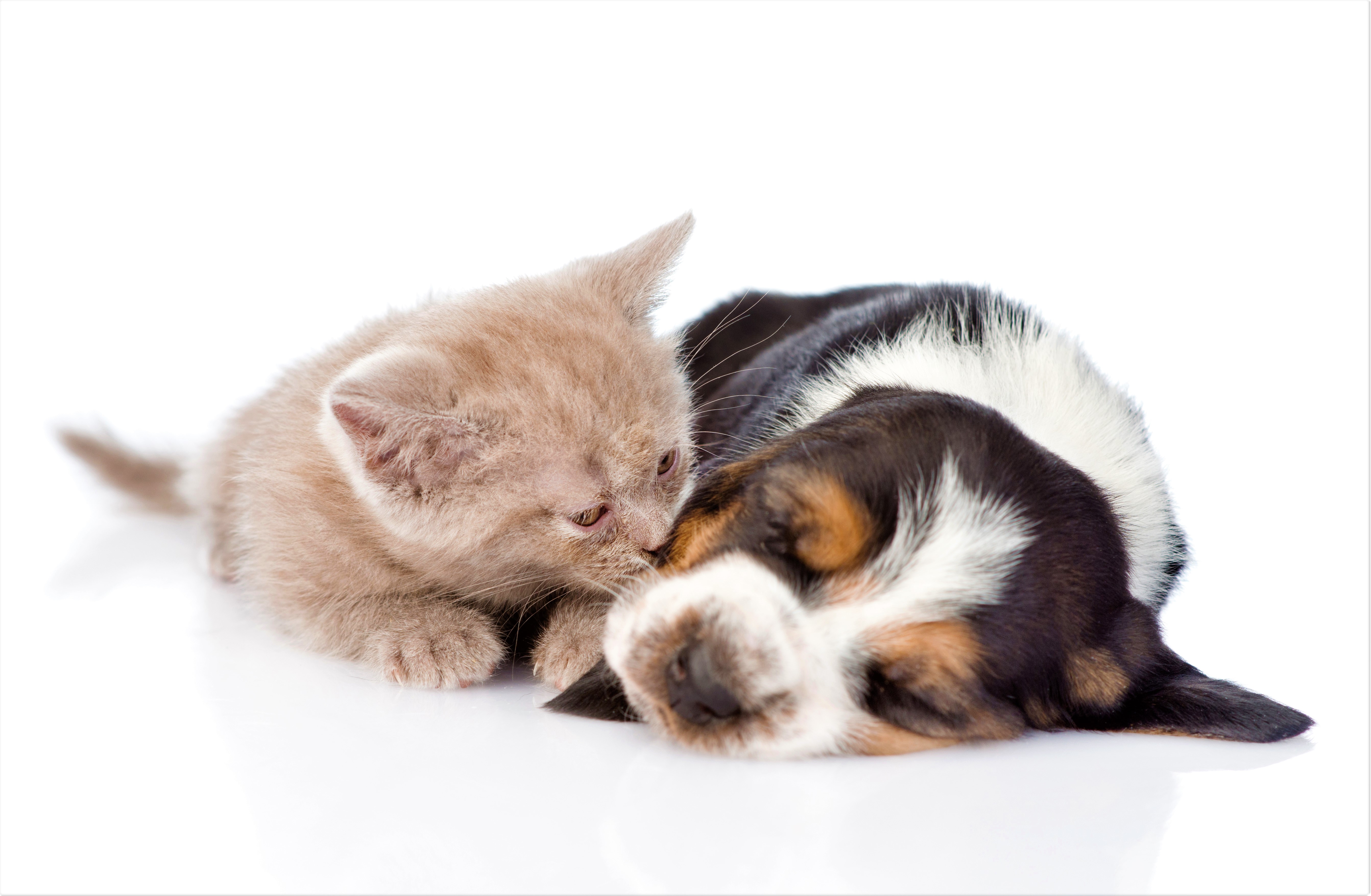Baby Animal Cat Cute Dog Kitten Puppy Sleeping 5370x3510