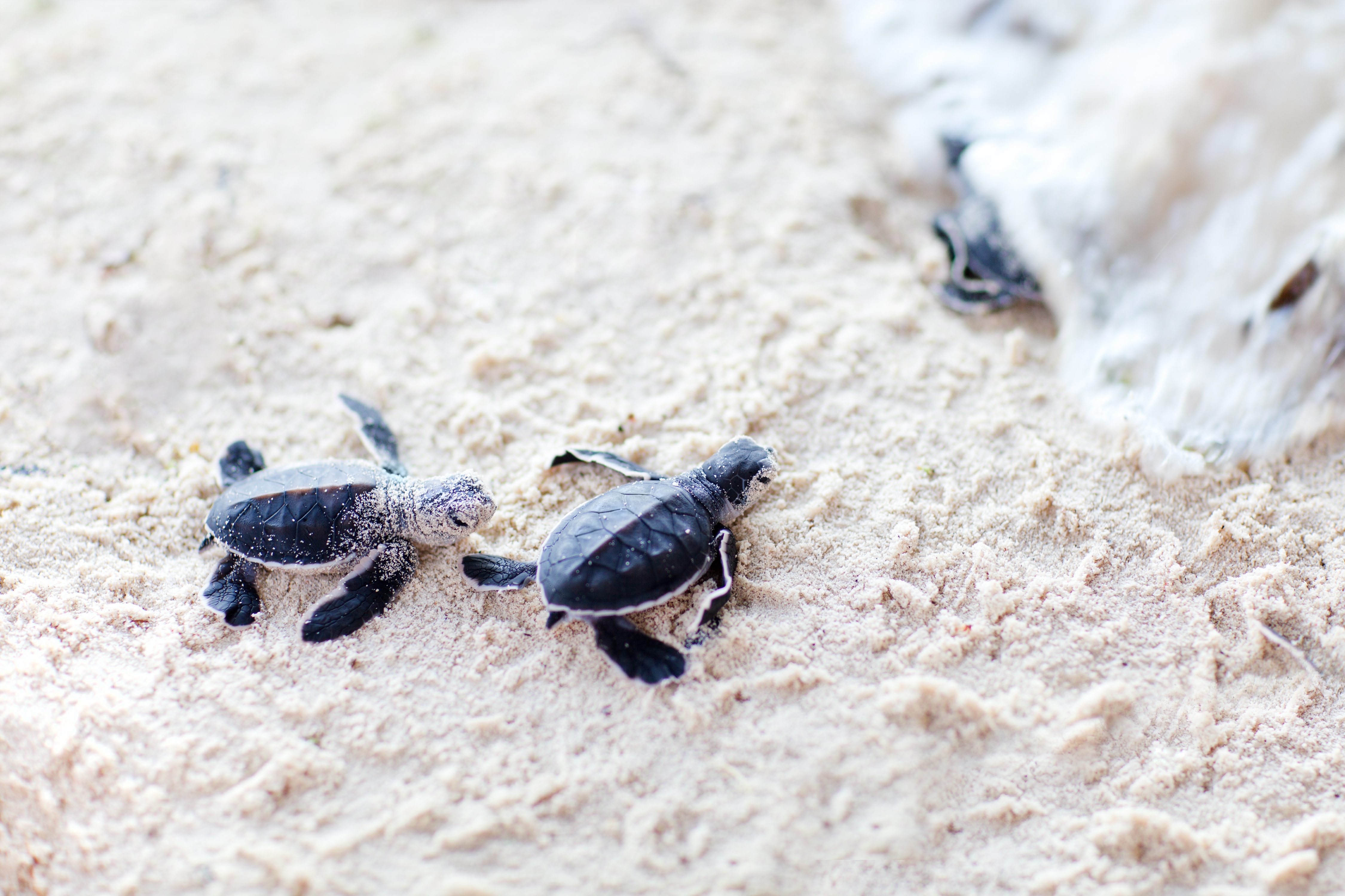 Baby Animal Sand Turtle Wildlife 4500x3000
