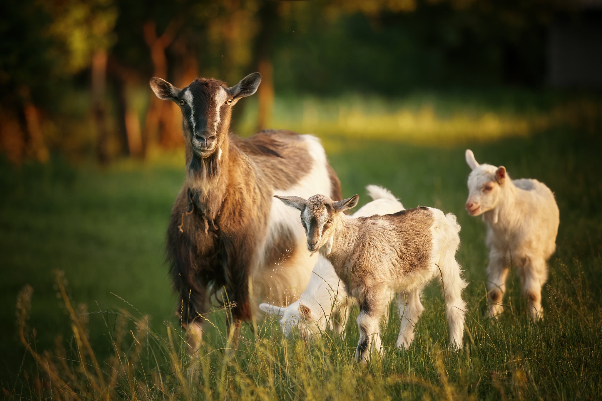 Baby Animal Goat 2048x1366