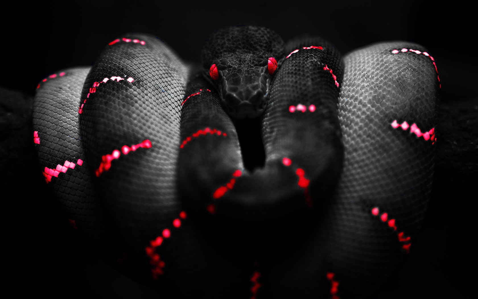 Snake Selective Coloring Boa Constrictor Red Red Eyes 1680x1050