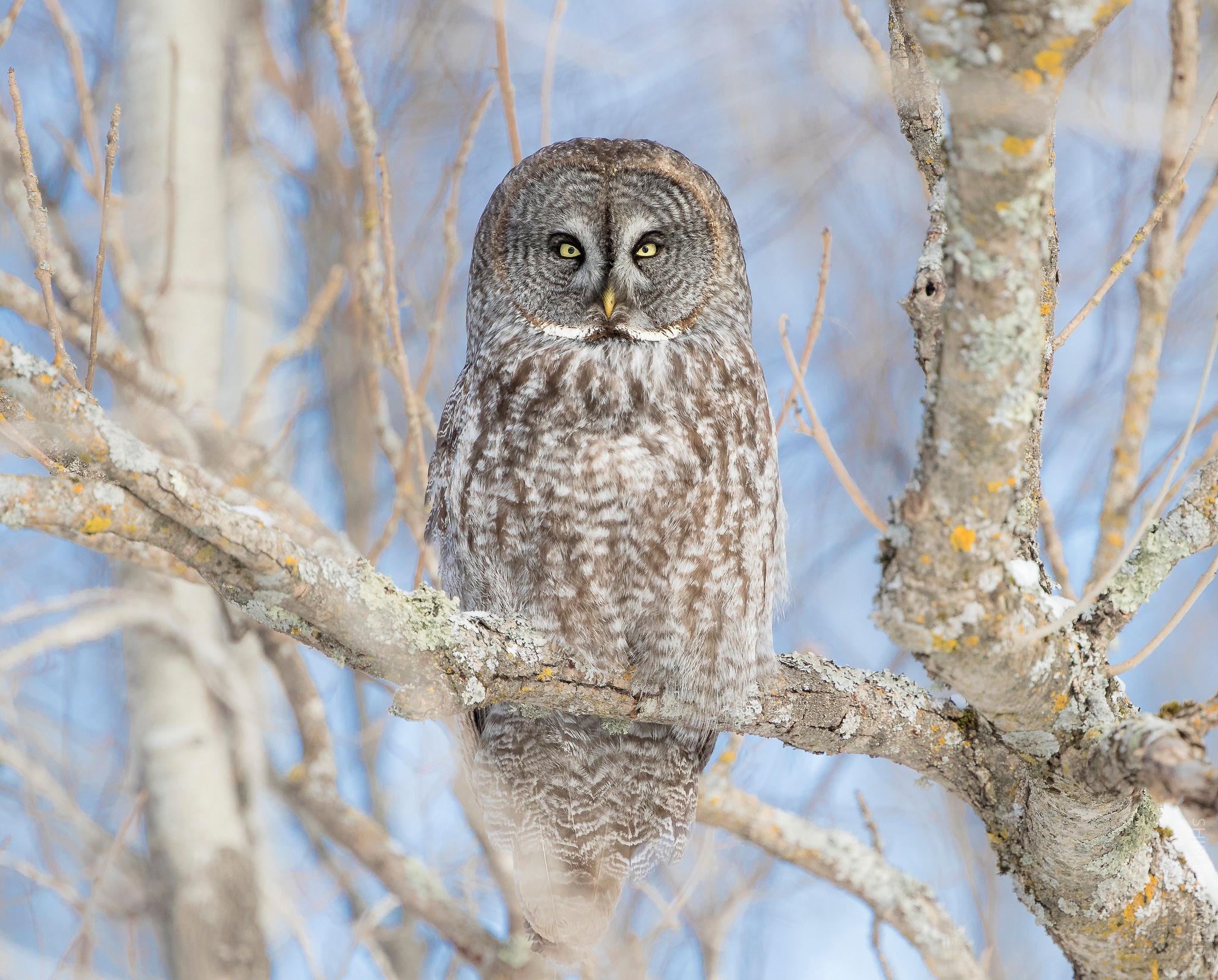 Bird Owl Stare Wildlife 2048x1648