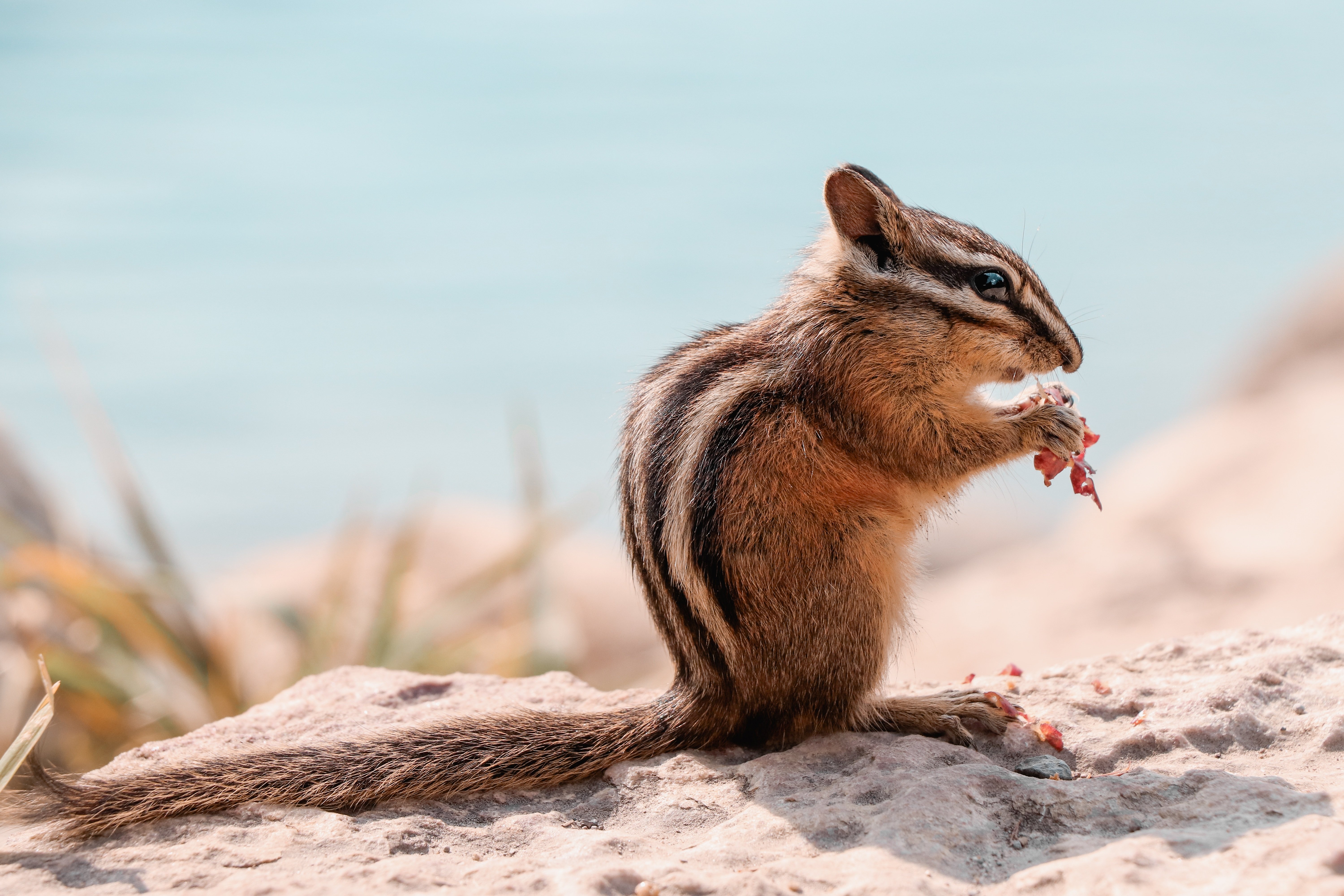 Chipmunk Rodent Wildlife 6000x4000