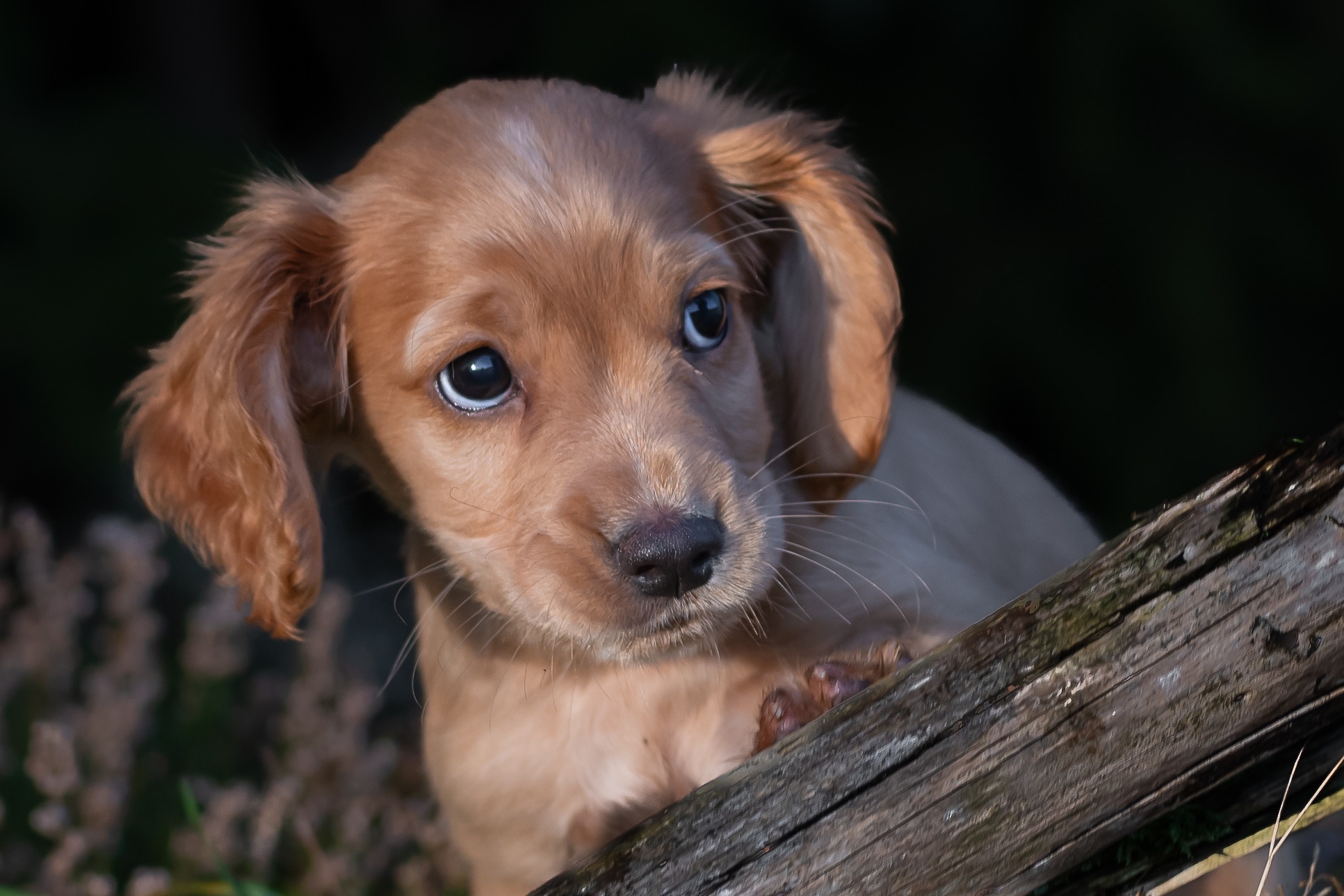 Baby Animal Dog Pet Puppy Spaniel 1933x1289