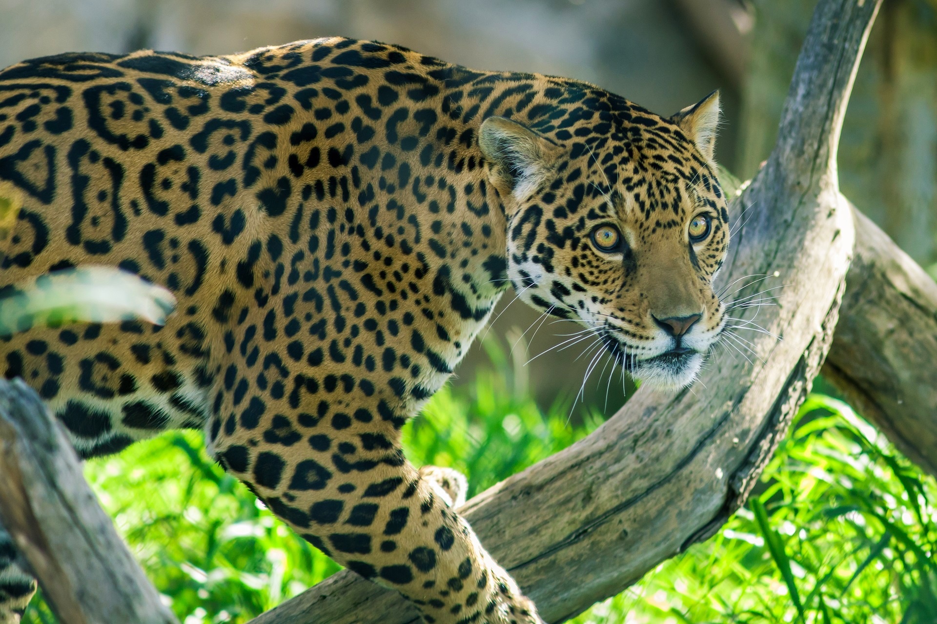 Big Cat Jaguar Wildlife Predator Animal 1920x1280