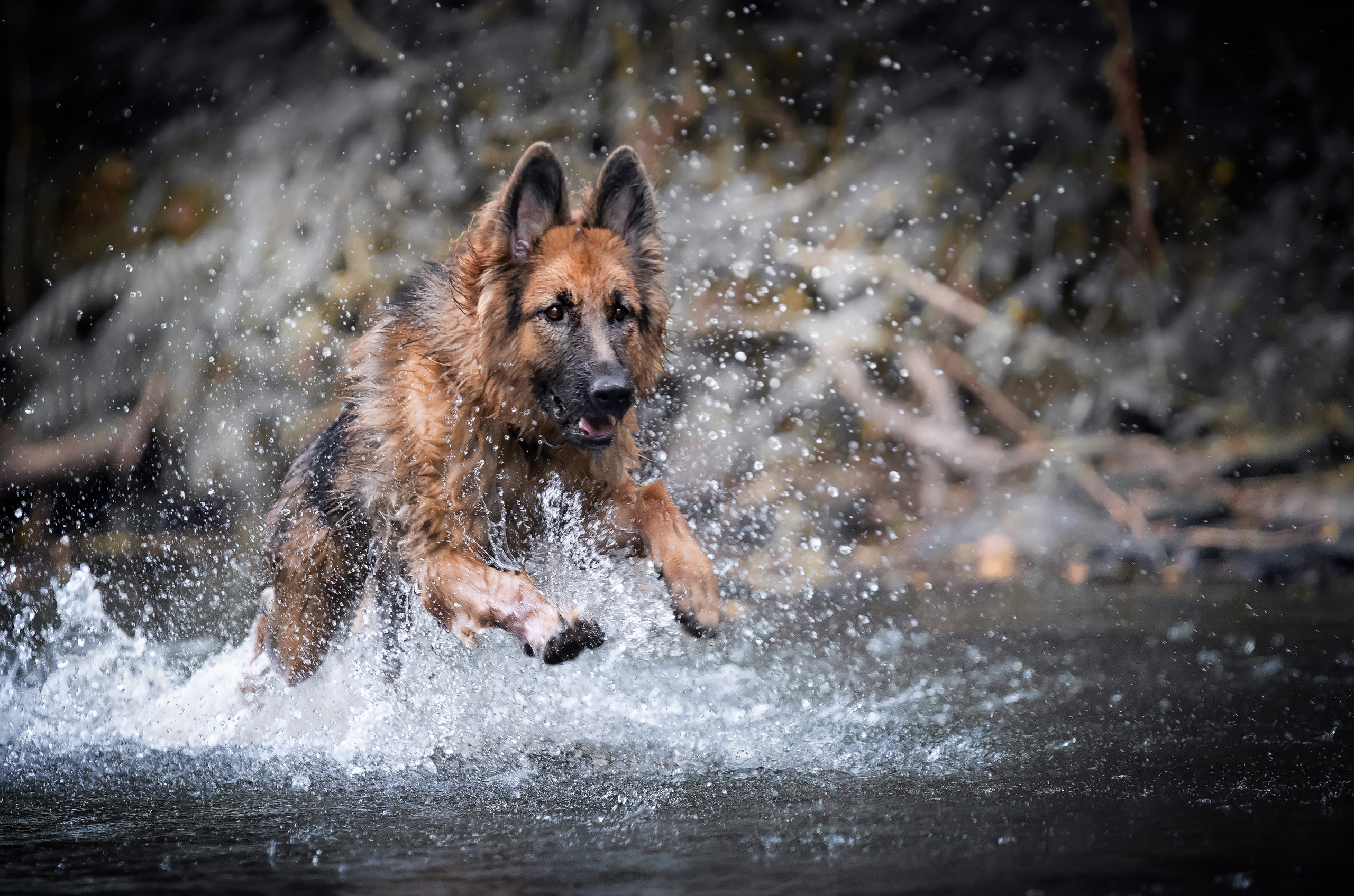 Dog German Shepherd Pet Splash 2560x1696