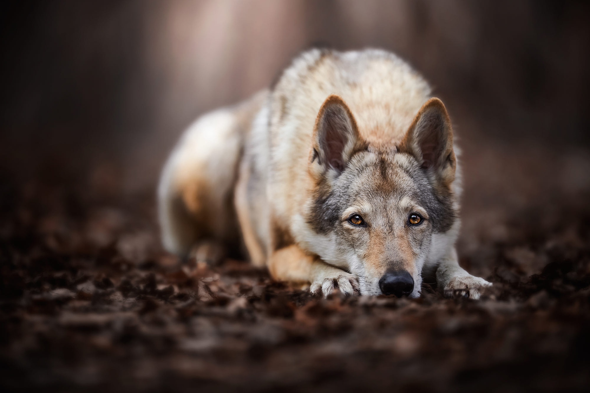 Czechoslovakian Wolfdog Wildlife Wolf Predator Animal 2048x1365