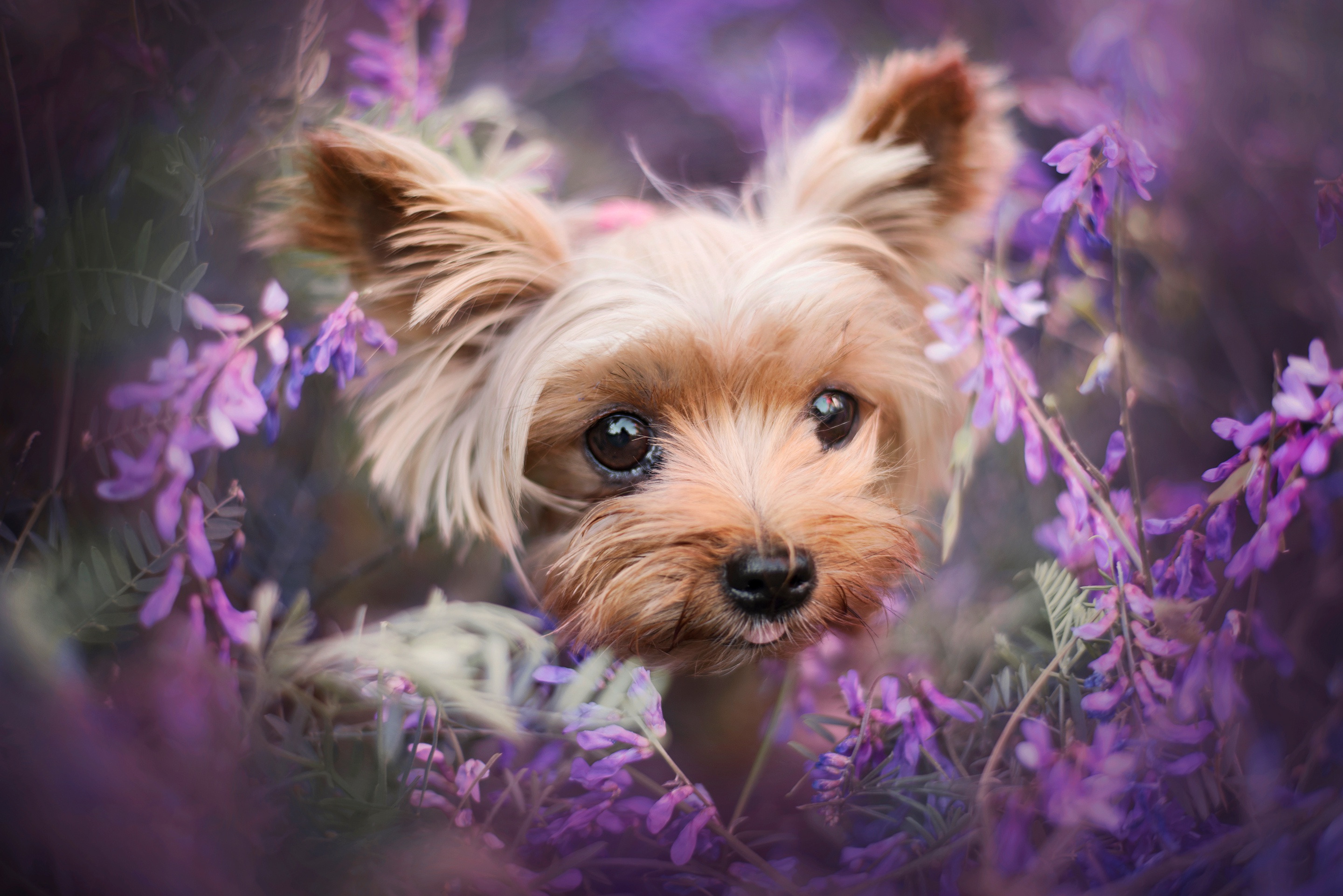 Dog Pet Purple Flower Yorkshire Terrier 2880x1922