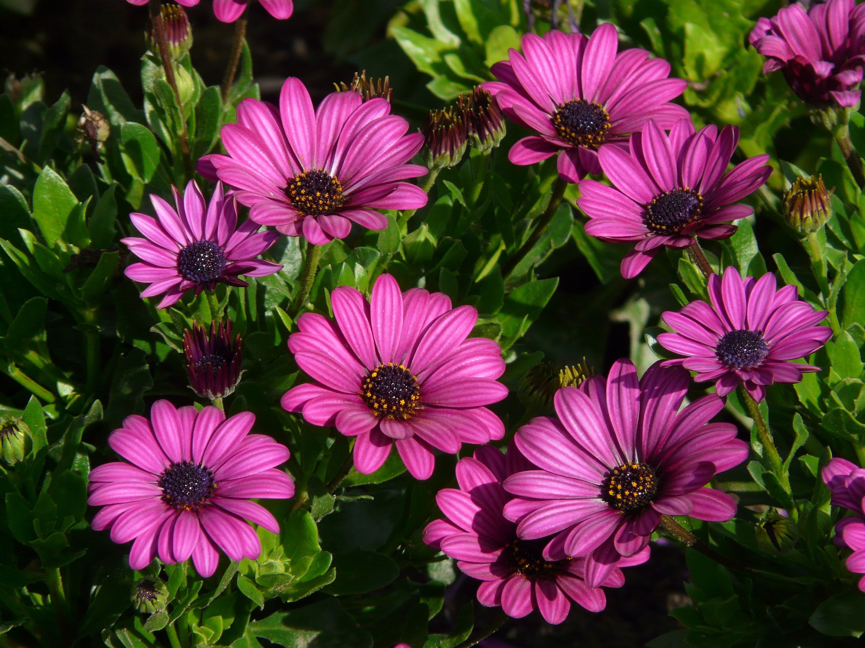 Daisy Earth Flower Purple Flower 3000x2250