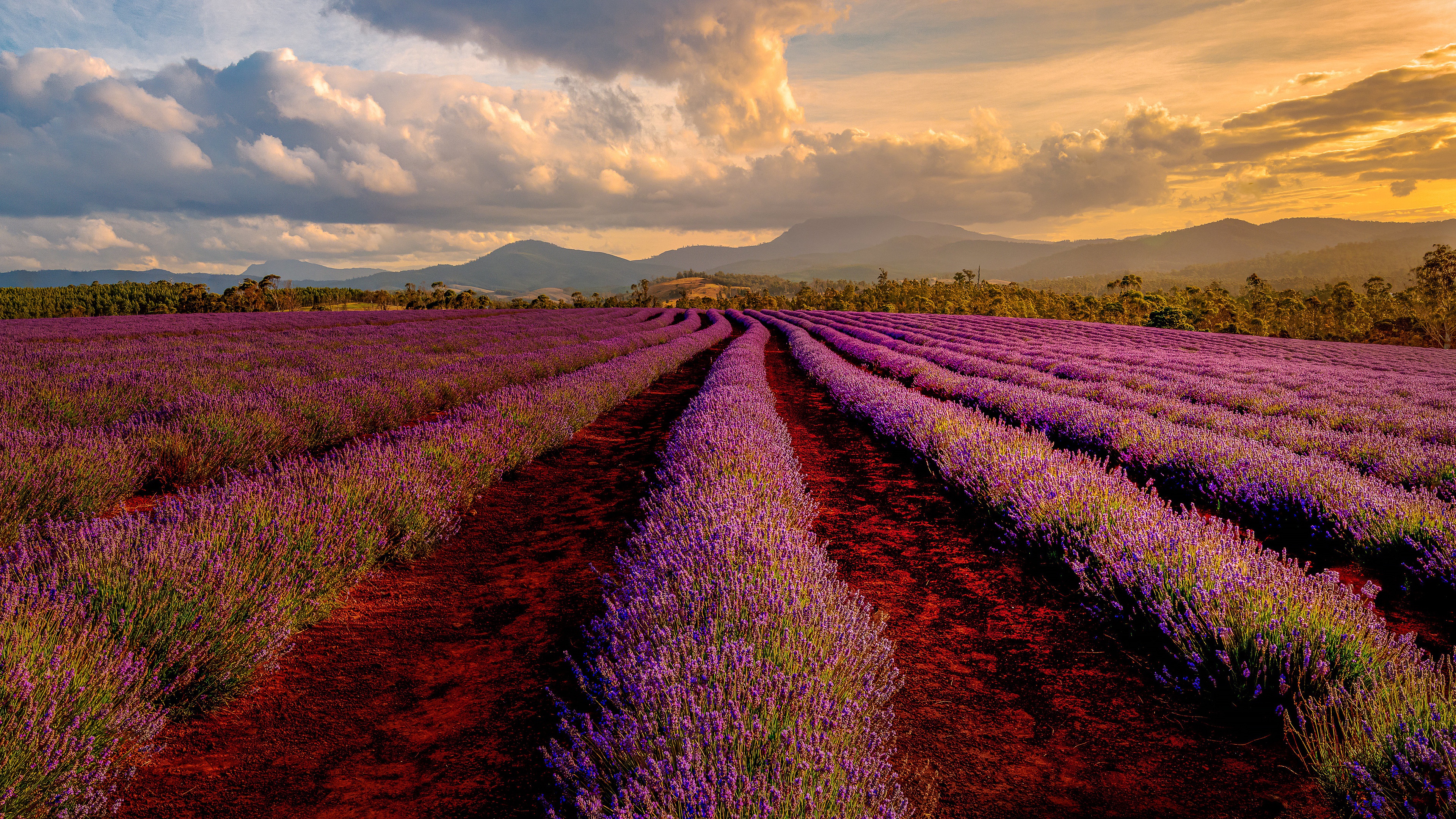 Cloud Field Flower Lavender Mountain Path Plantation 3840x2160