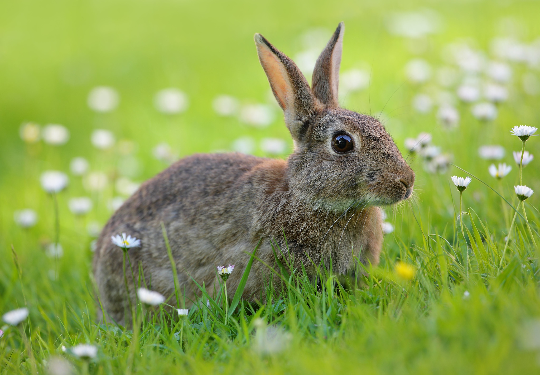 Rabbit Wildlife 2048x1422