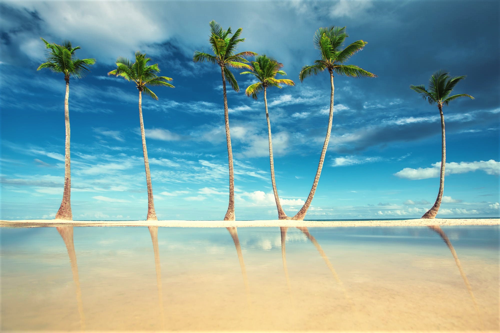 Earth Horizon Ocean Palm Tree Sea Tree 2000x1334