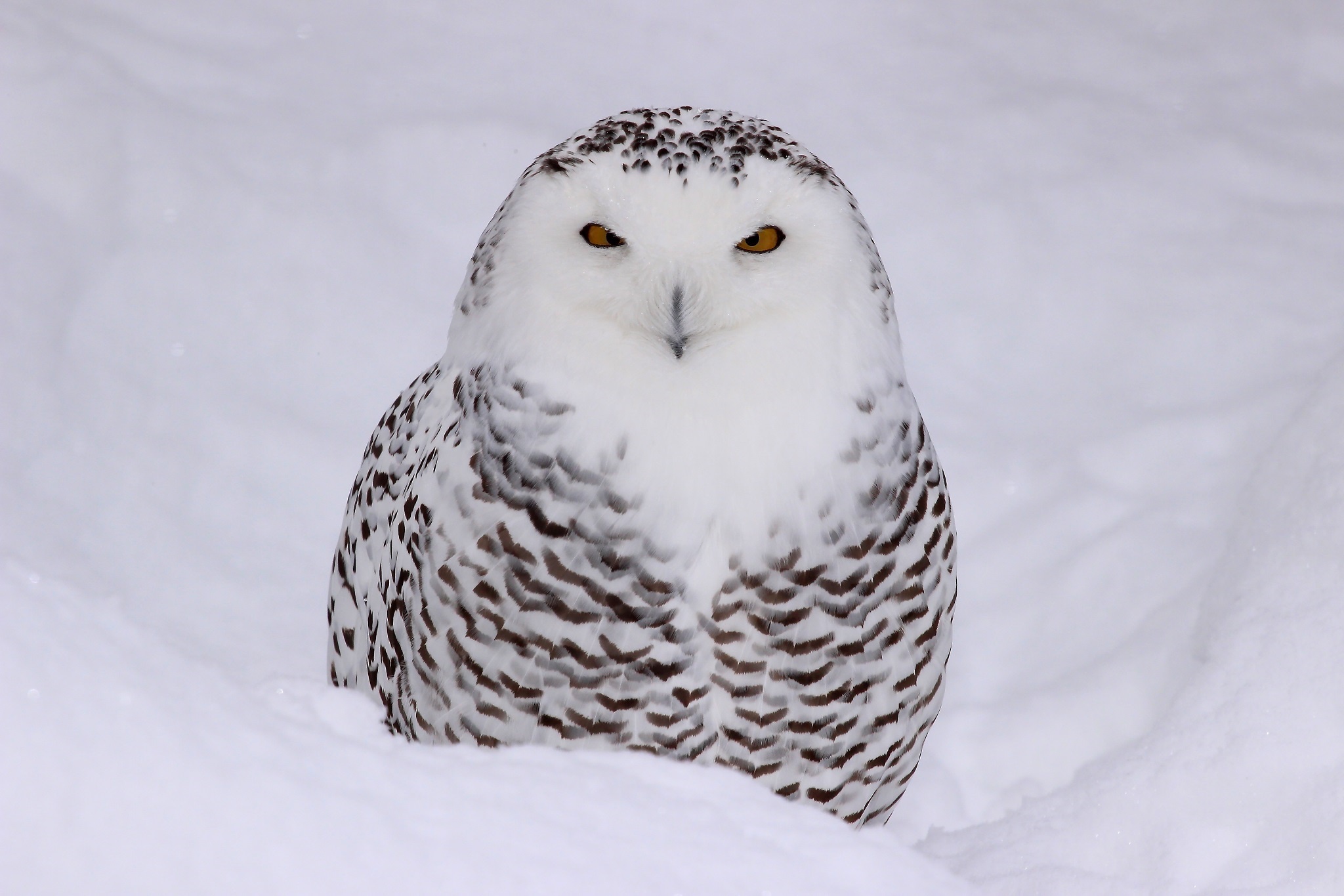 Bird Owl Snow Snowy Owl Stare Wildlife 2048x1365