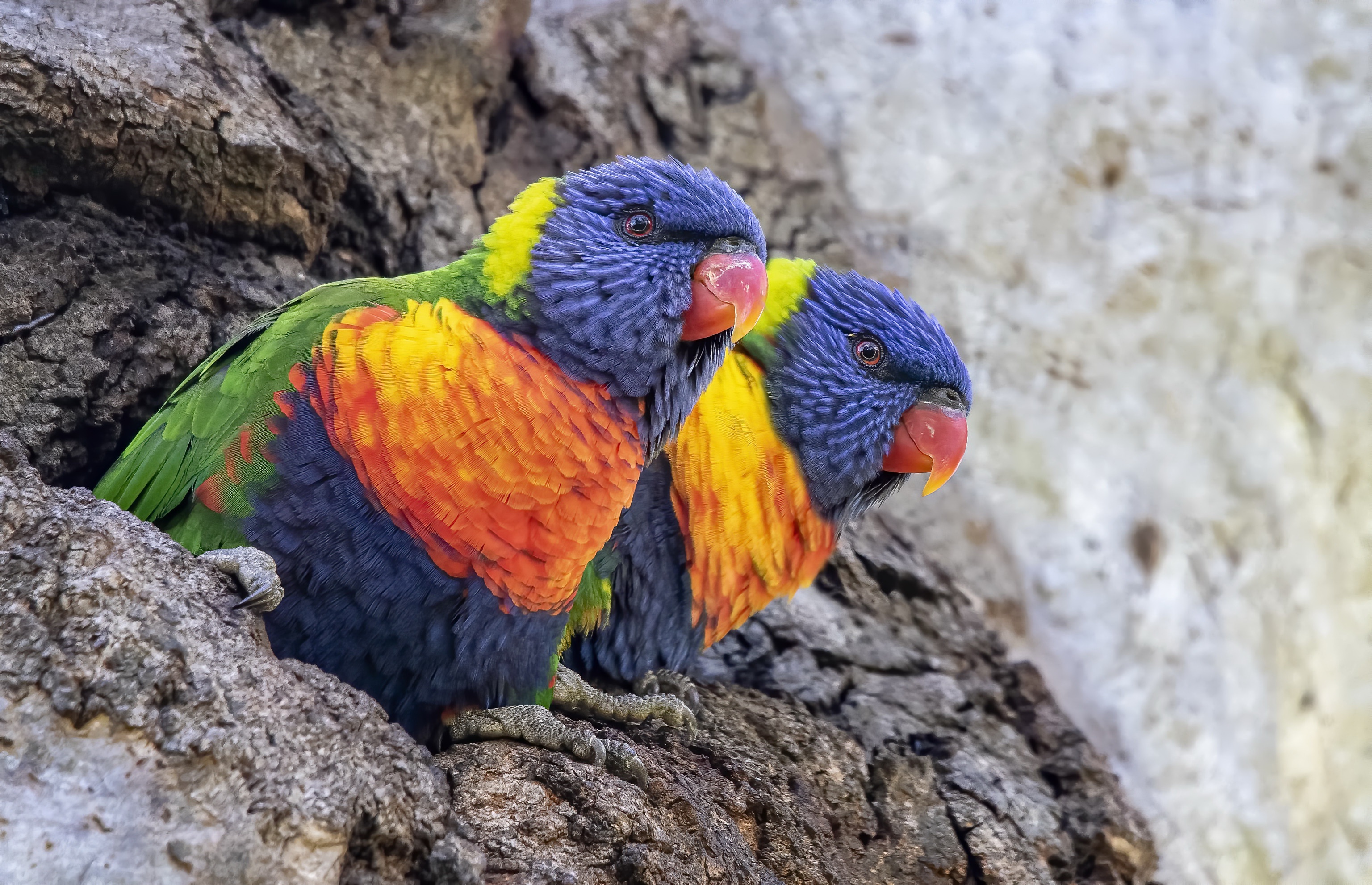 Bird Parrot Rainbow Lorikeet Wildlife 3072x1982