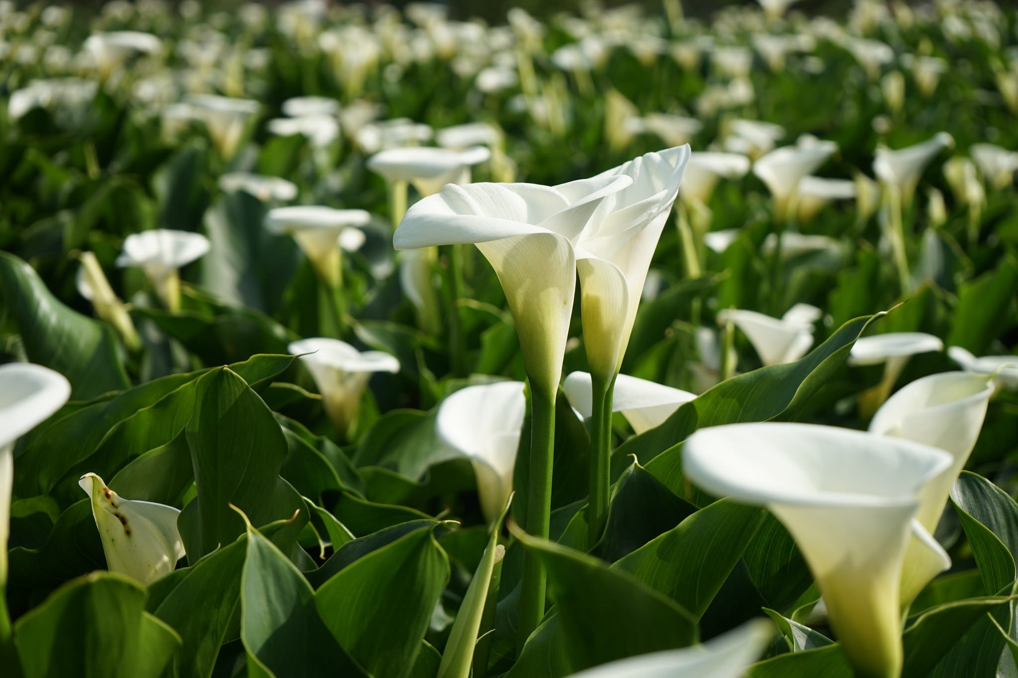 Calla Lily Close Up Flower White Flower 2048x1365