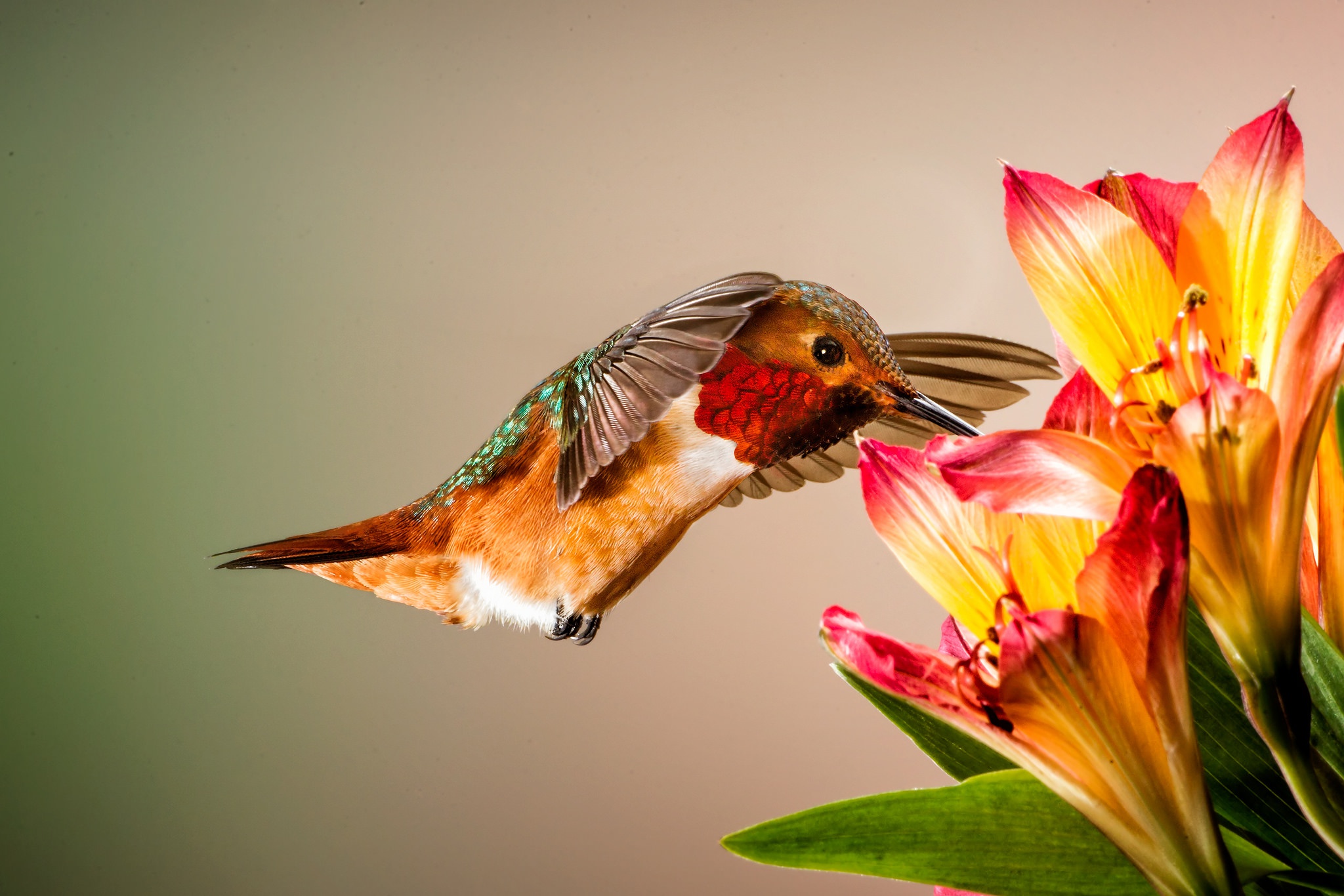 Animal Bird Flower Hummingbird 2048x1366