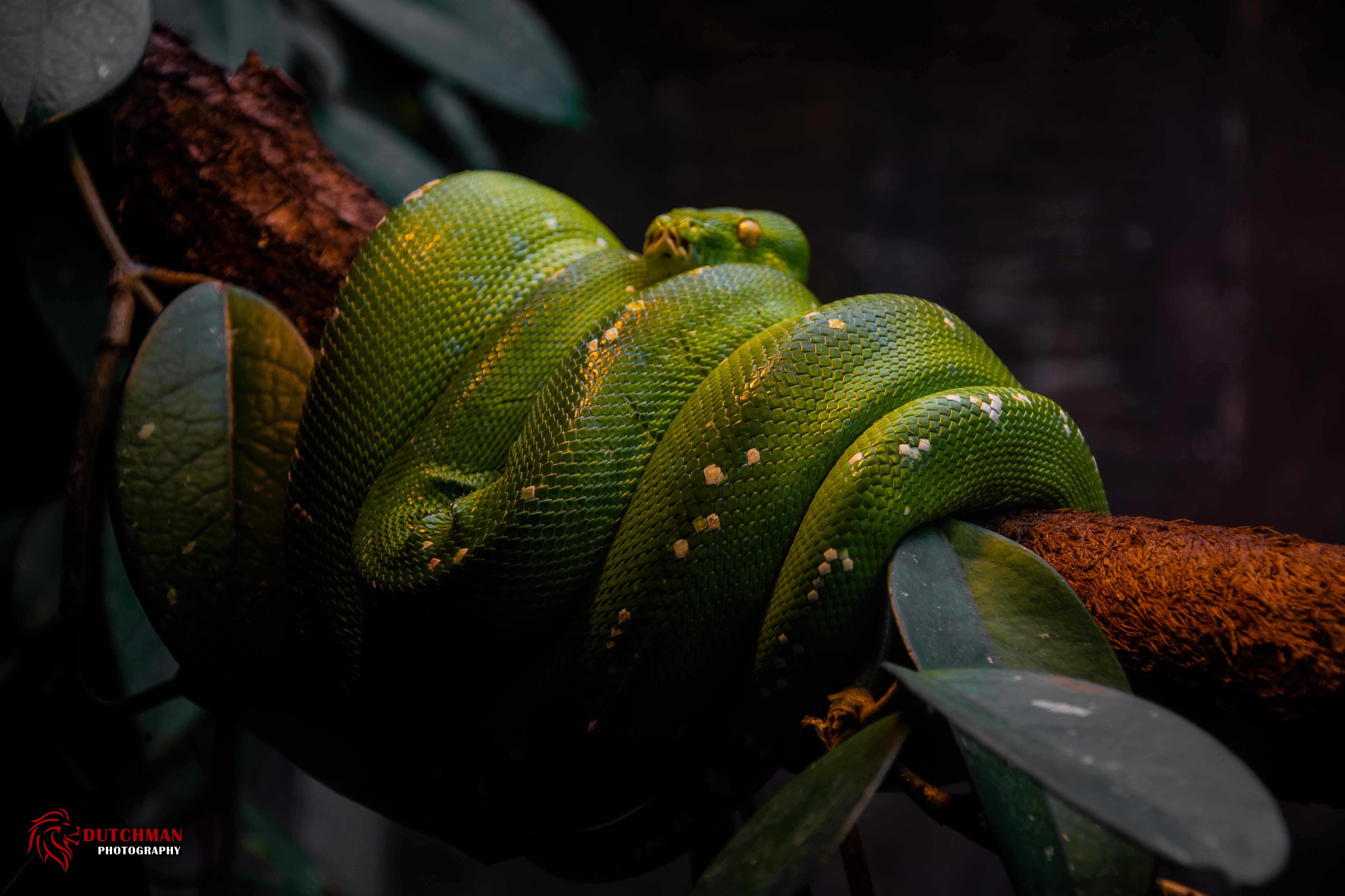 Branch Green Nature Snake 5568x3712