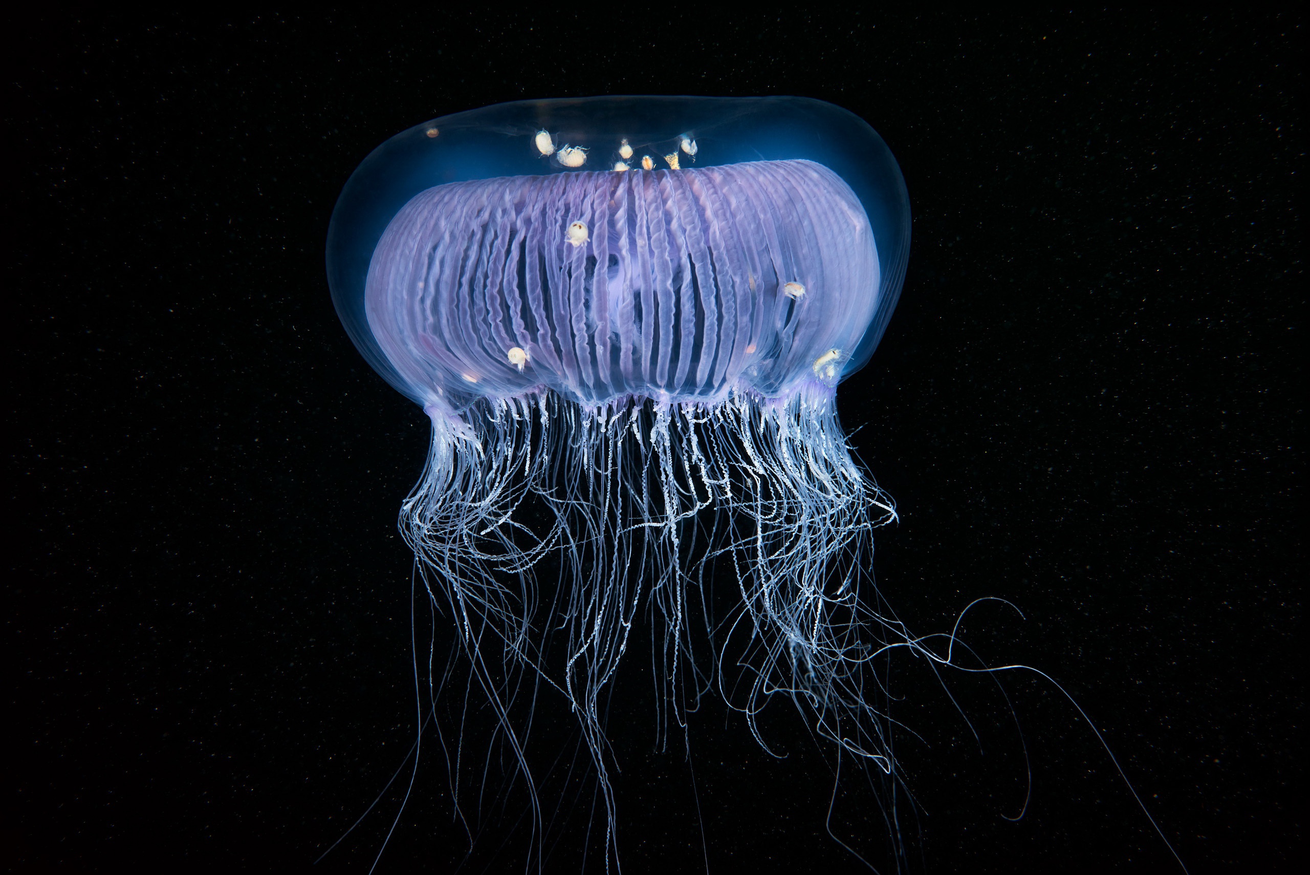 Jellyfish Sea Life 2560x1709