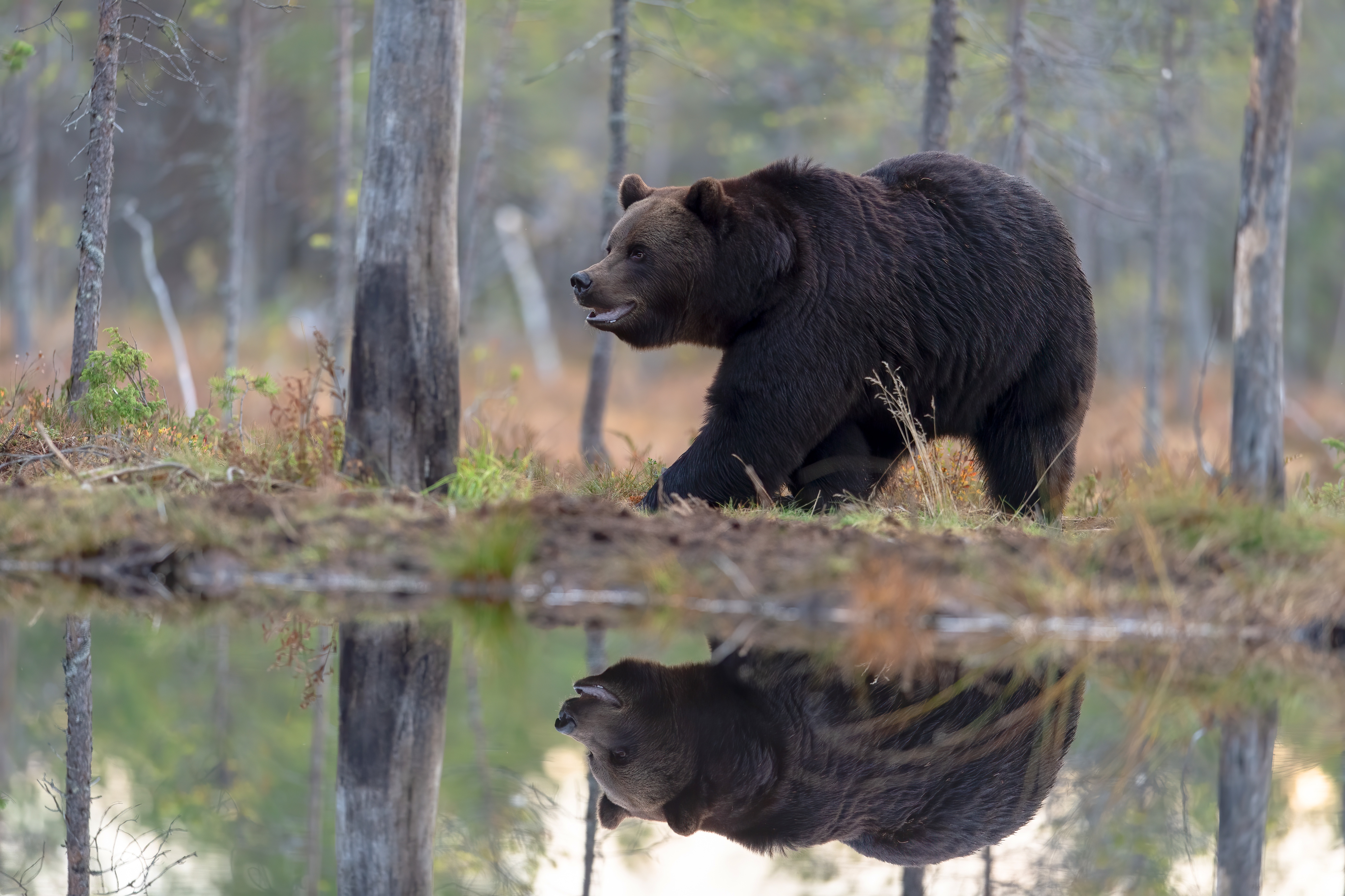 Bear Reflection Wildlife Predator Animal 5568x3712