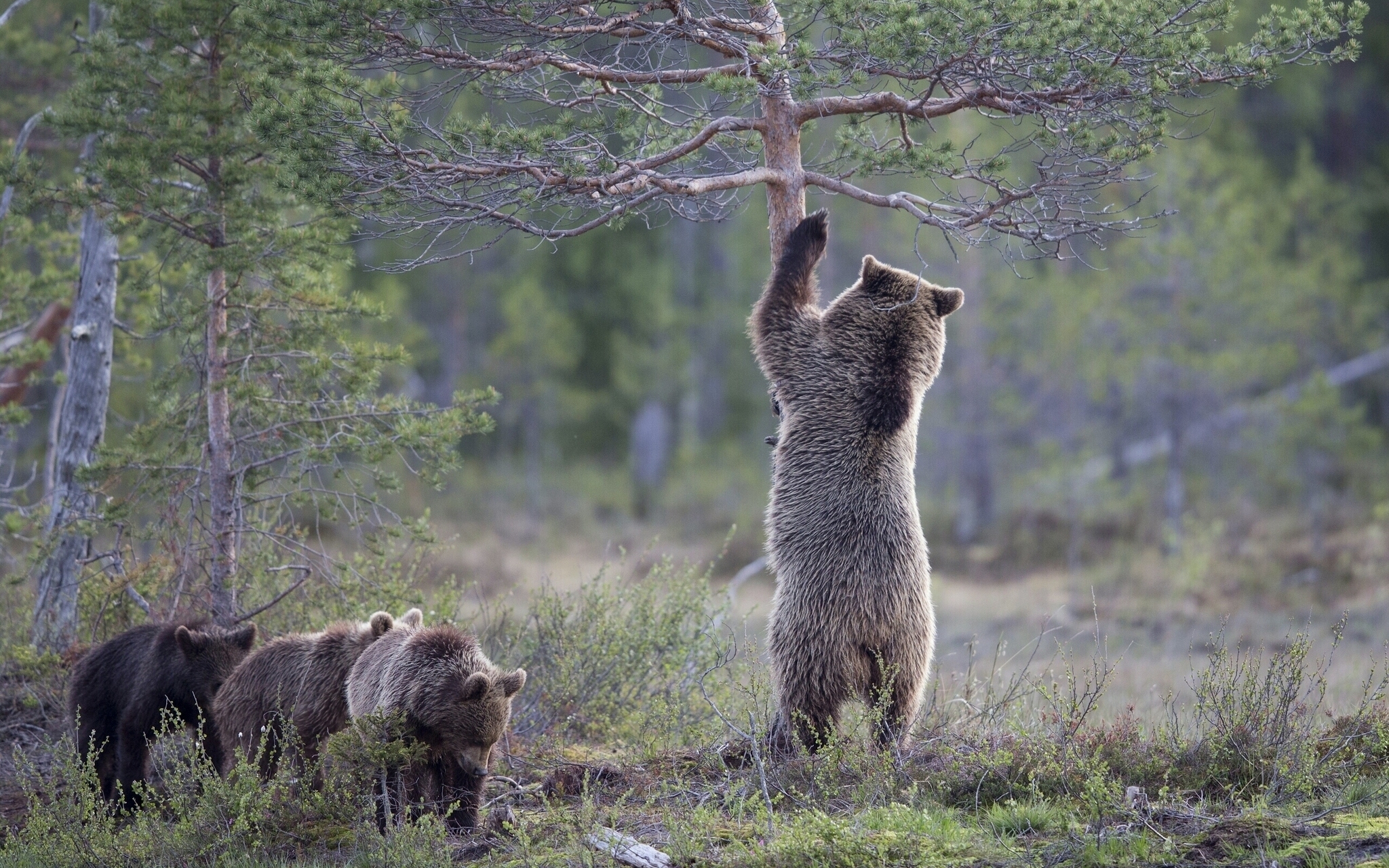 Bear Cub Pine Tree Wildlife 2048x1280