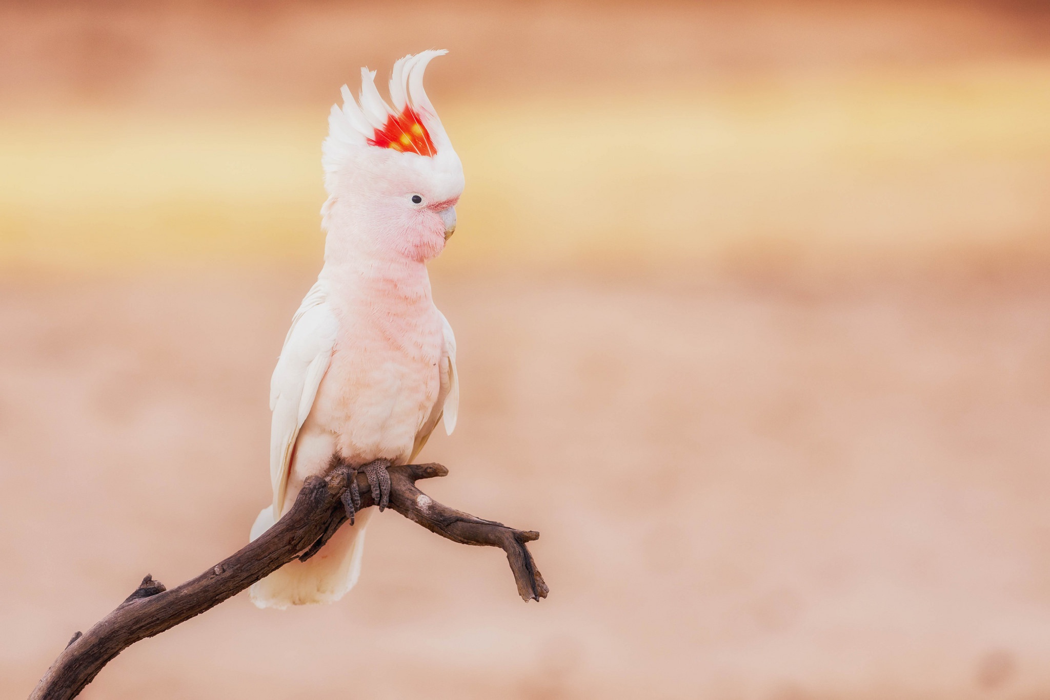 Bird Cockatoo Parrot Wildlife 2048x1367