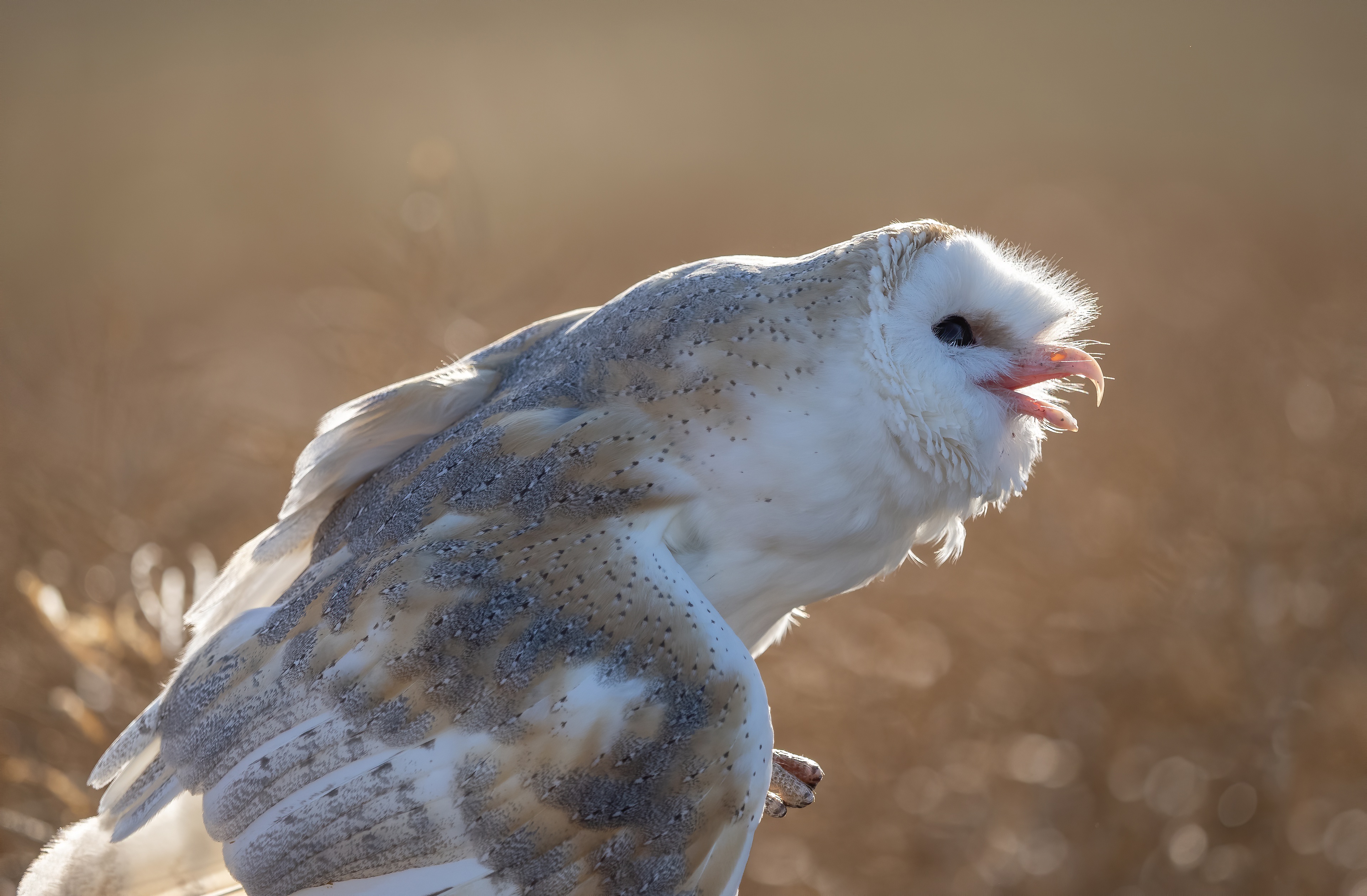 Barn Owl Bird Owl 3840x2517
