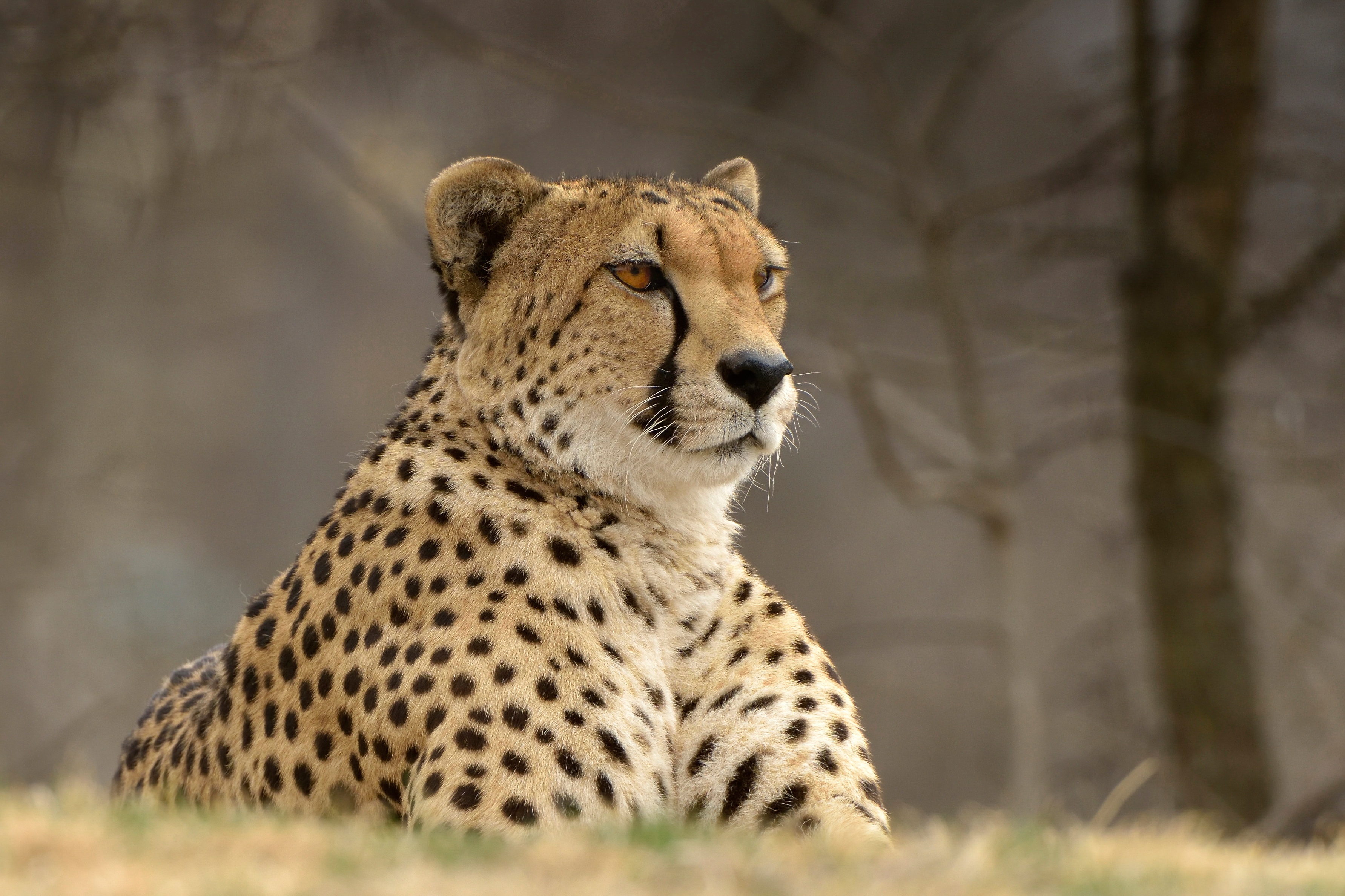 Big Cat Cheetah Wildlife Predator Animal 3566x2377