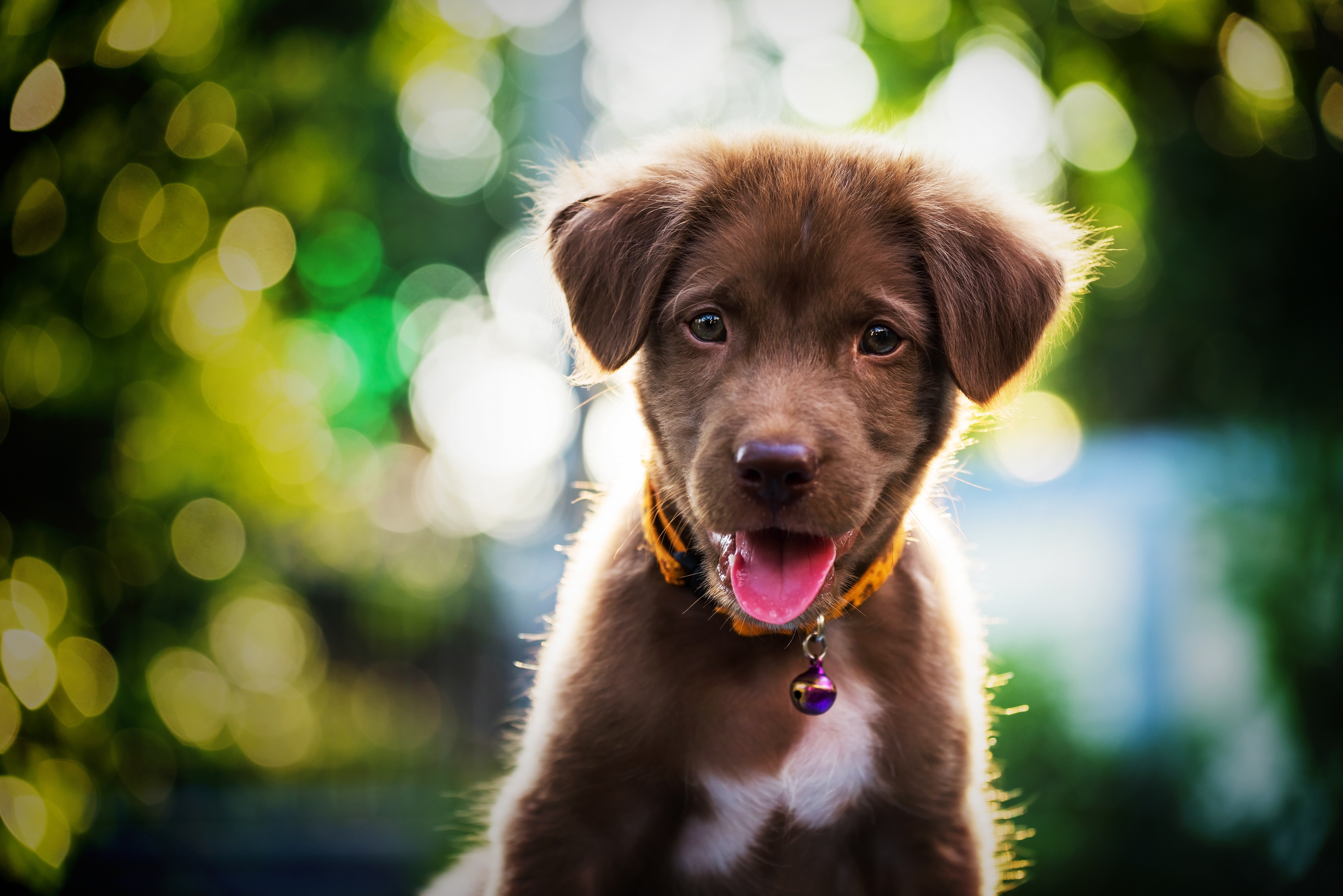 Baby Animal Bokeh Dog Labrador Retriever Pet Puppy 6260x4178