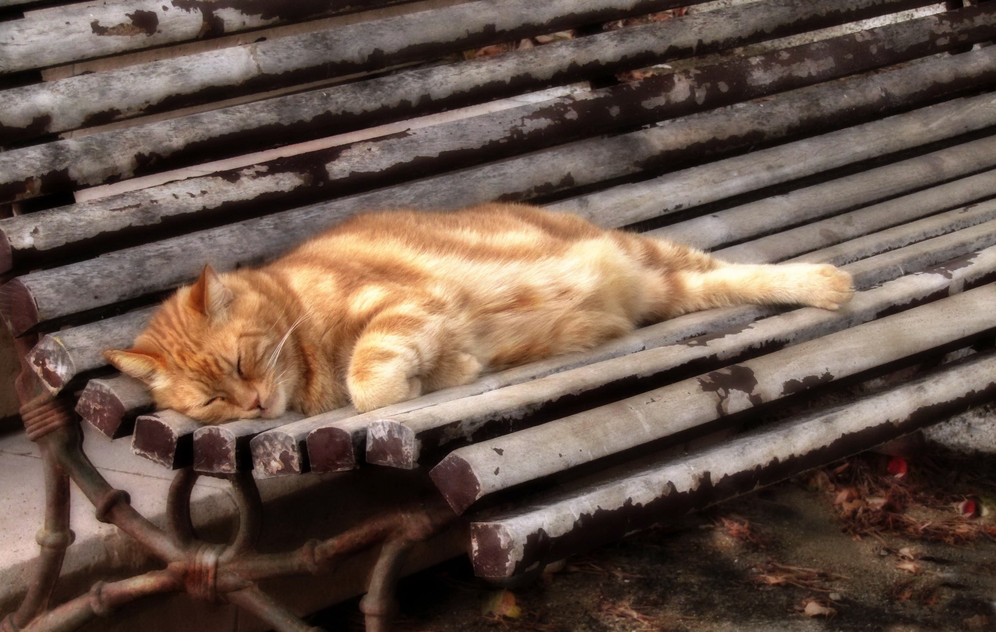 Sleeping Relaxing Cats Bench Animals Mammals Feline Whiskers 2048x1300