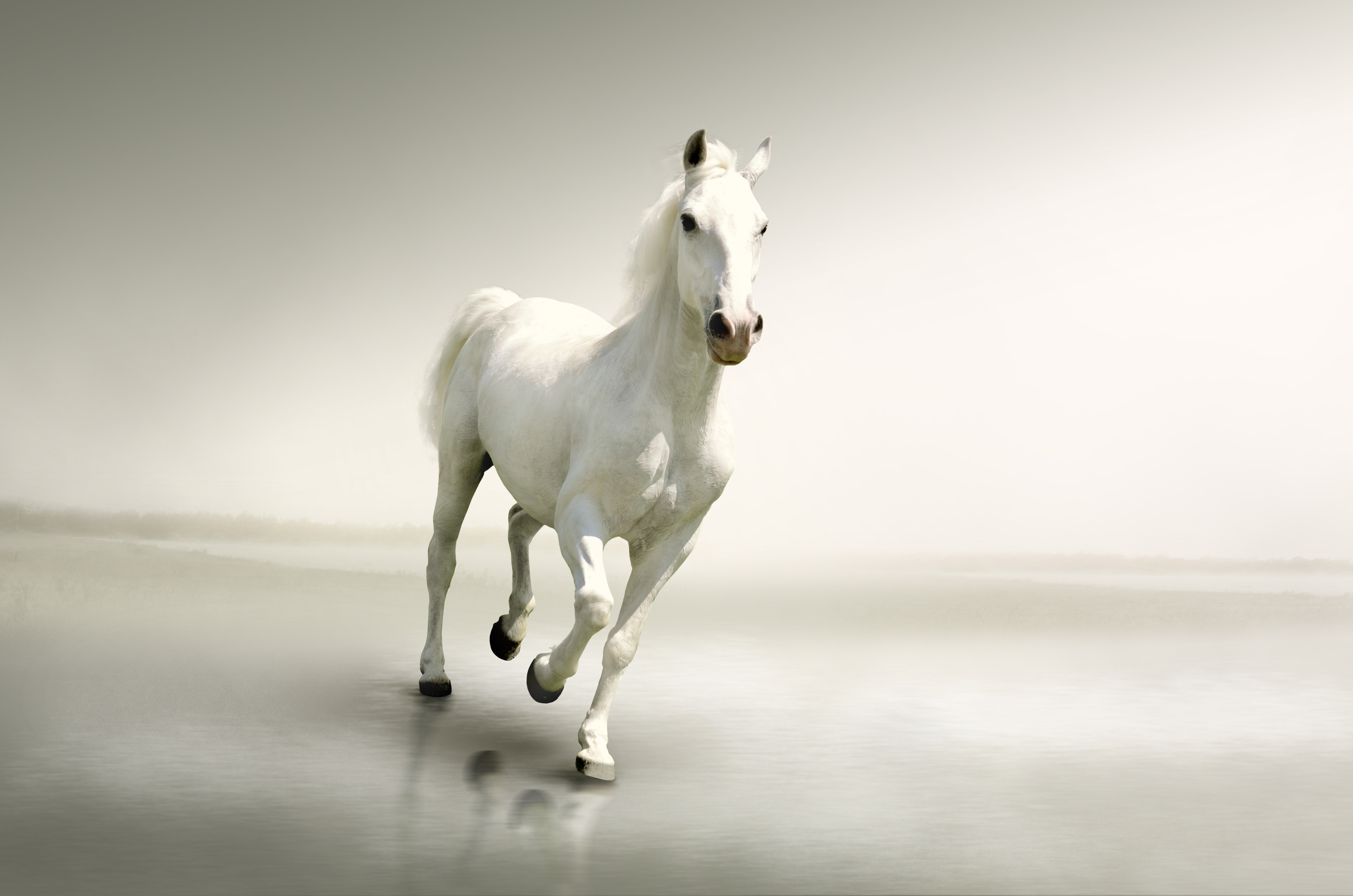 Animal Horse 4928x3264